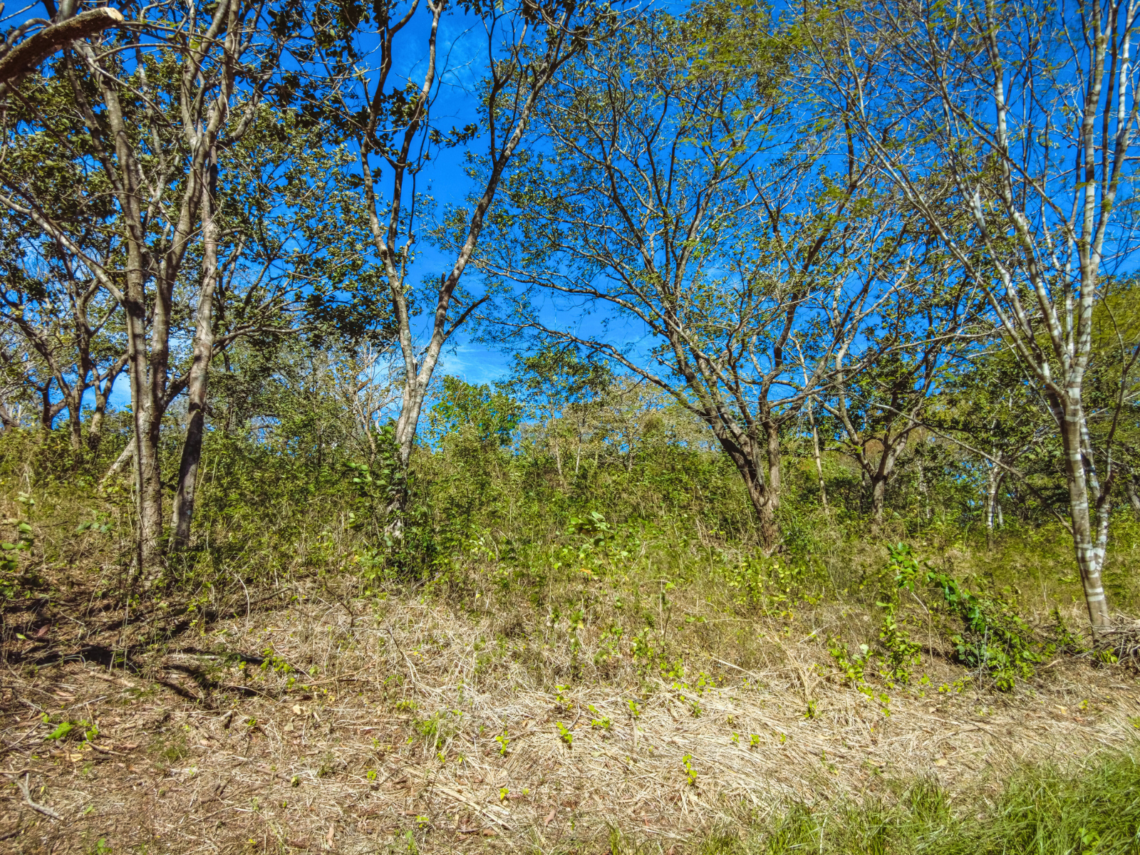 0 bed Land For Sale in Junquillal, Guanacaste - thumb 24