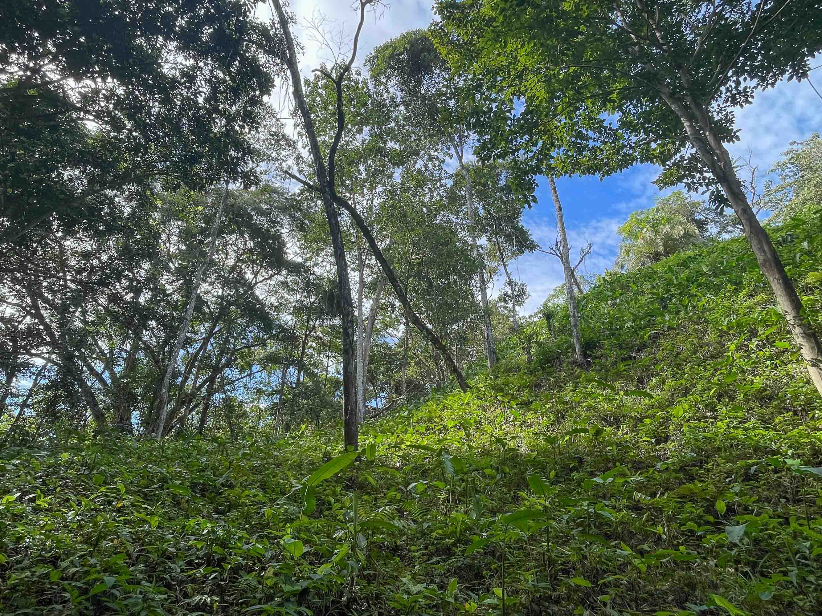 0 bed Land For Sale in Quepos, Puntarenas - thumb 1