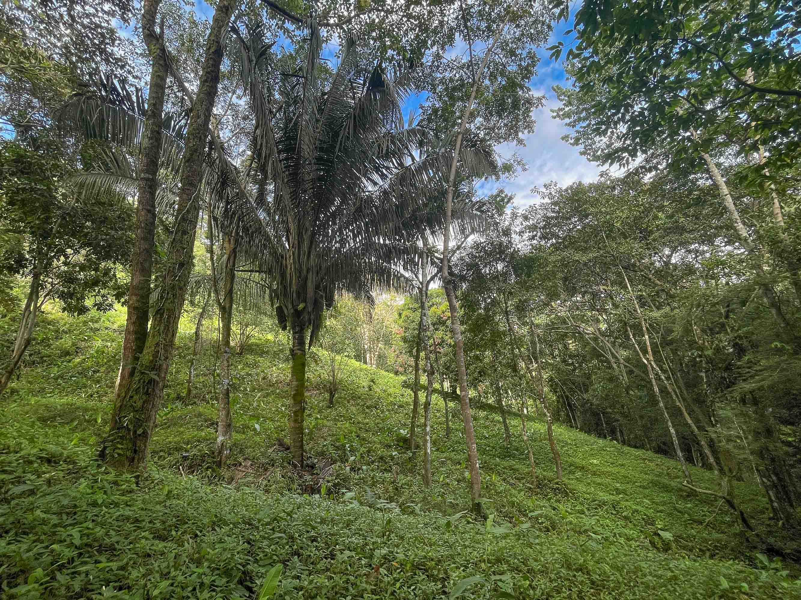 0 bed Land For Sale in Quepos, Puntarenas - thumb 10