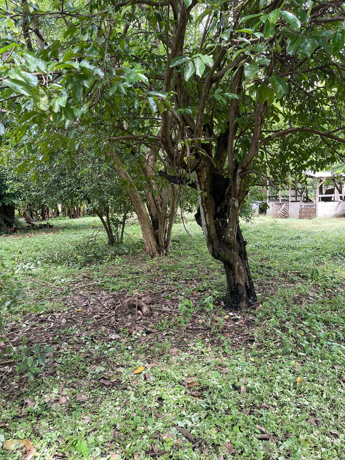 0 bed Land For Sale in Belen, Guanacaste - thumb 3