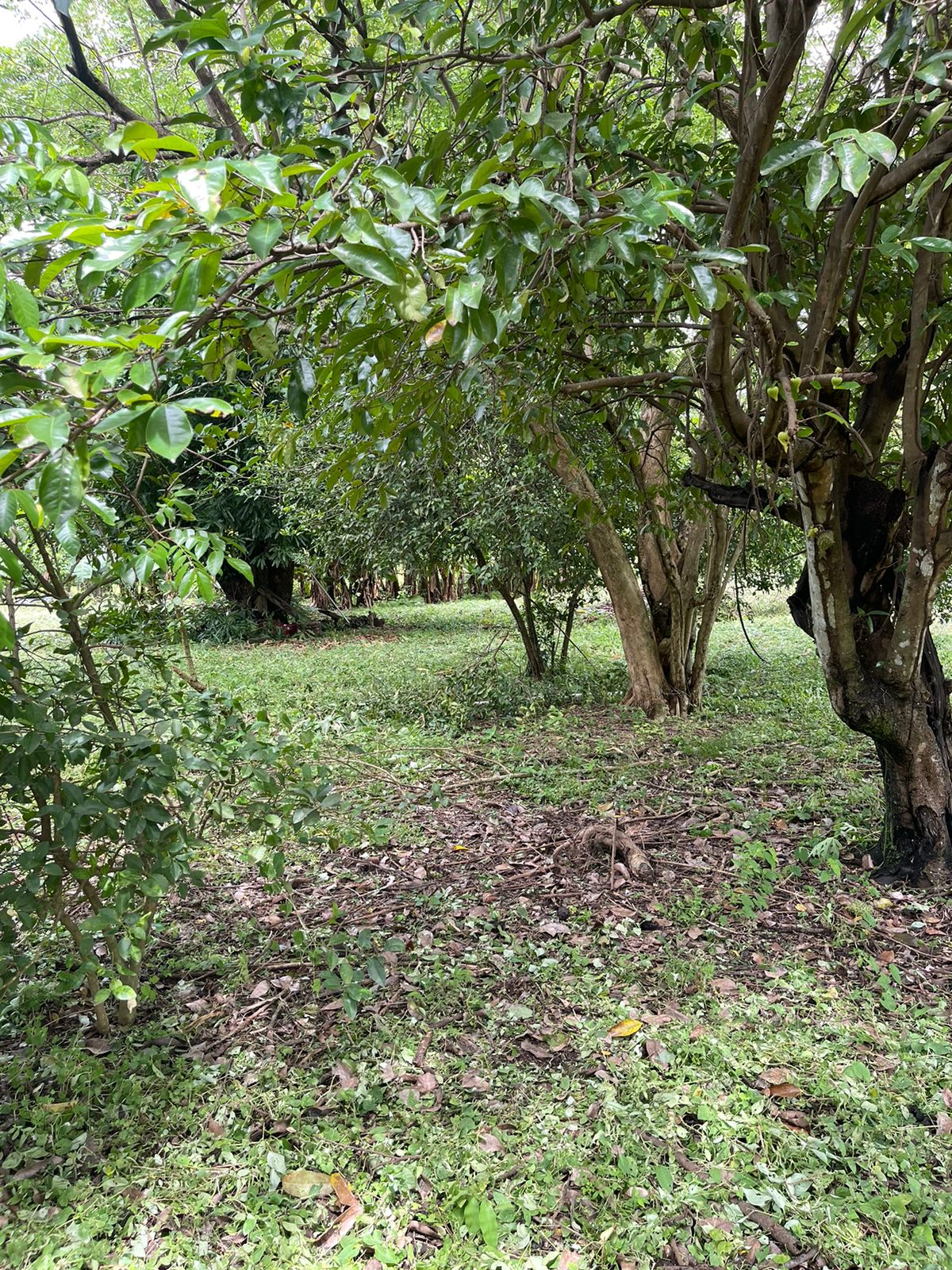 0 bed Land For Sale in Belen, Guanacaste - thumb 2