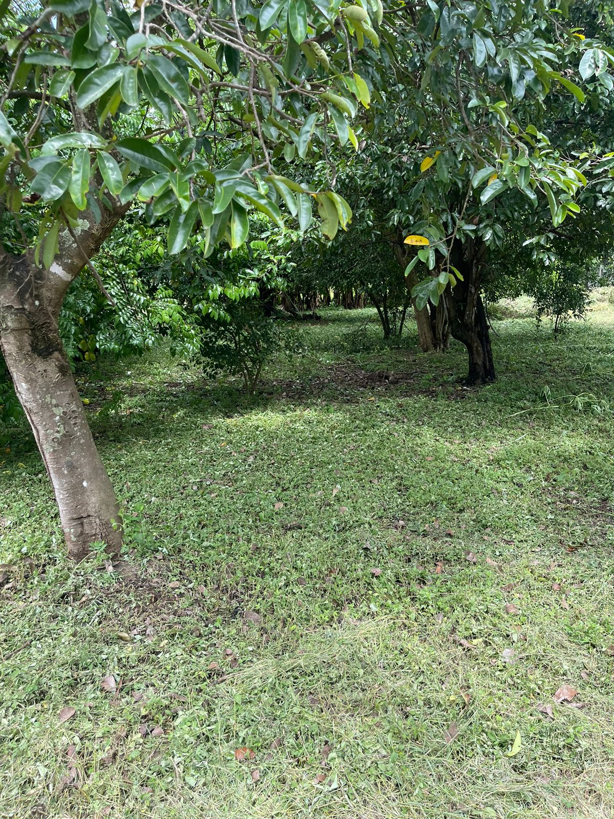 0 bed Land For Sale in Belen, Guanacaste - thumb 6