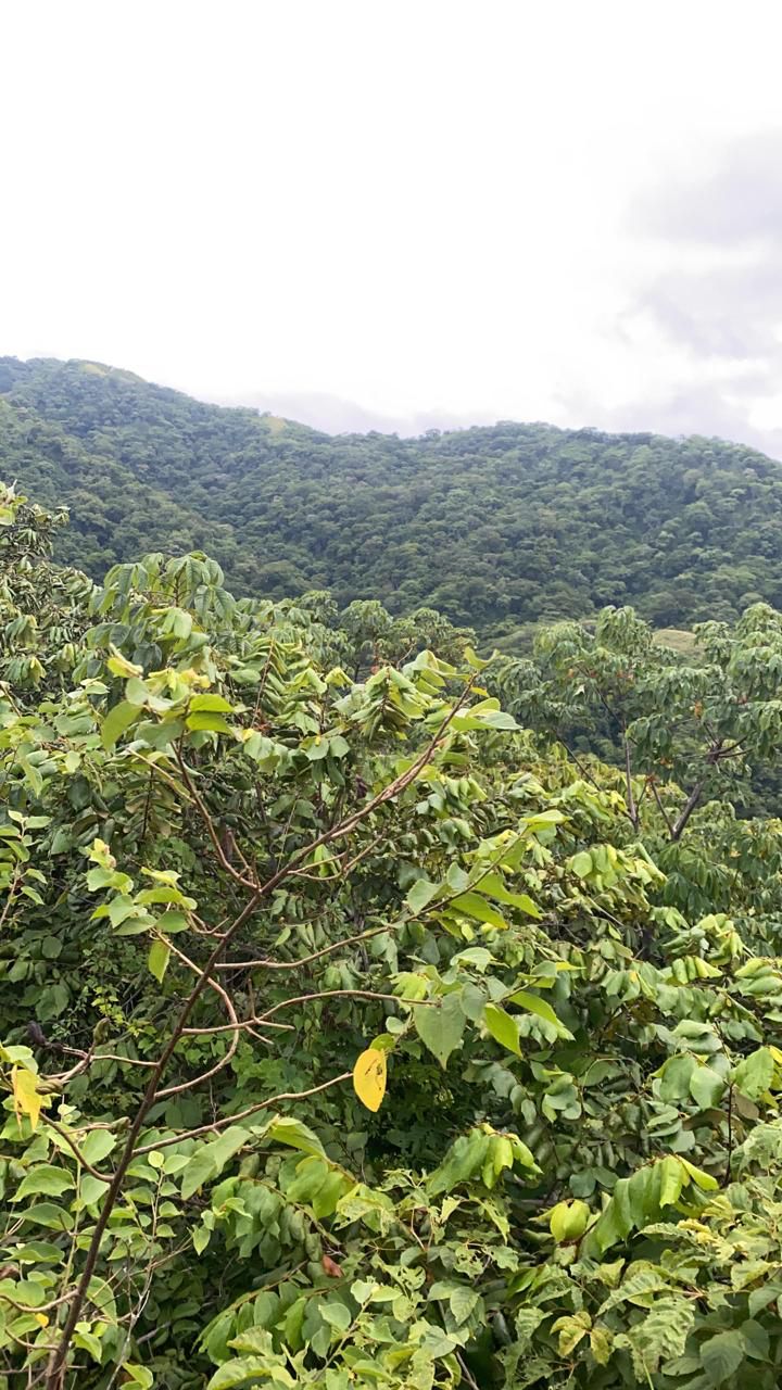 0 bed Land For Sale in Santa Cruz, Guanacaste - thumb 4