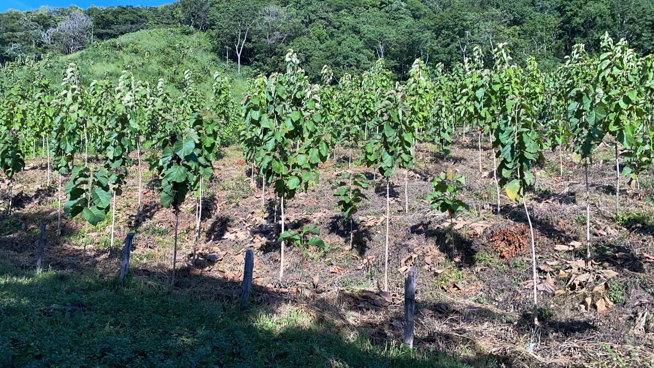 0 bed Land For Sale in Santa Cruz, Guanacaste - thumb 1