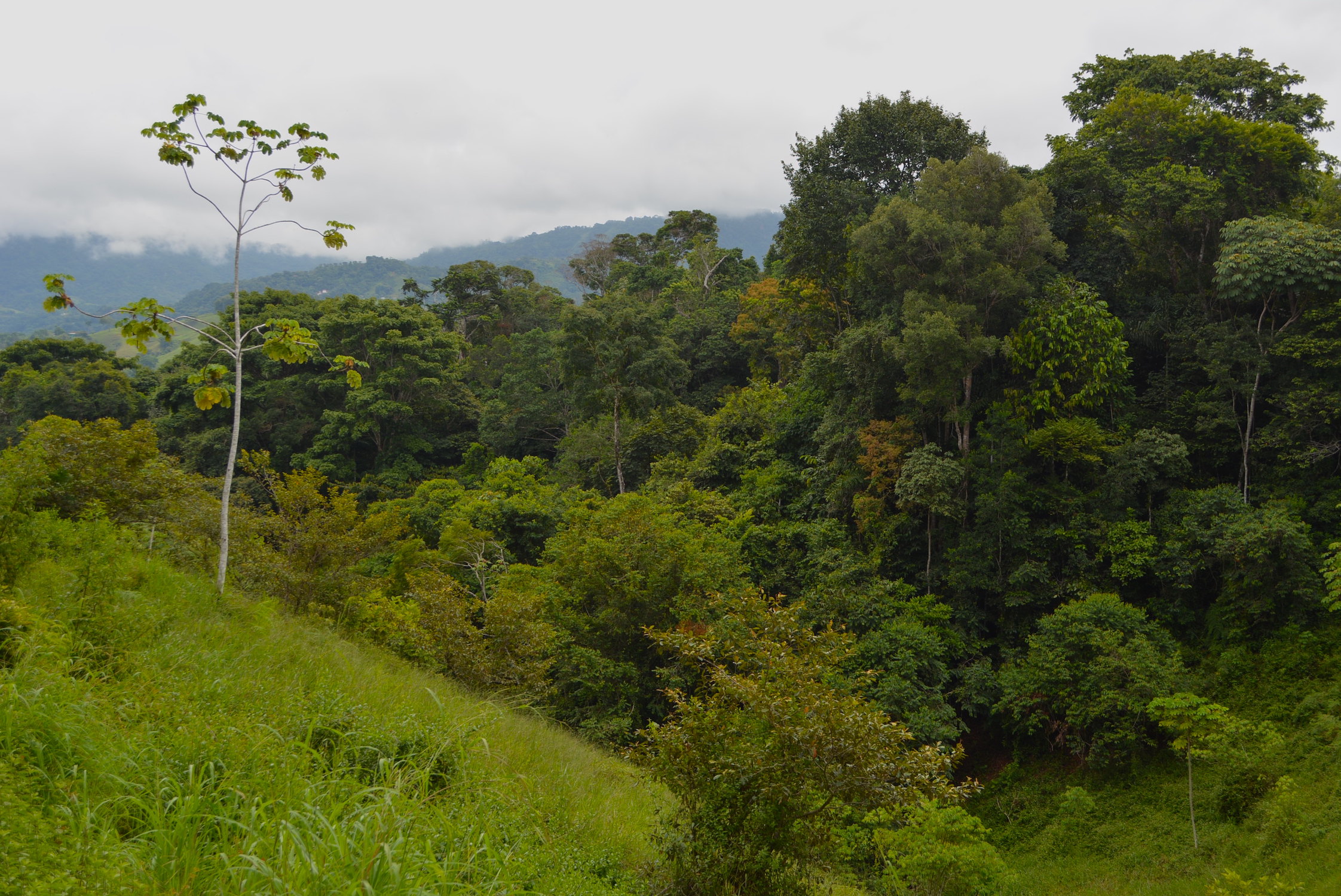 0 bed Land For Sale in Dominical, Puntarenas - thumb 6