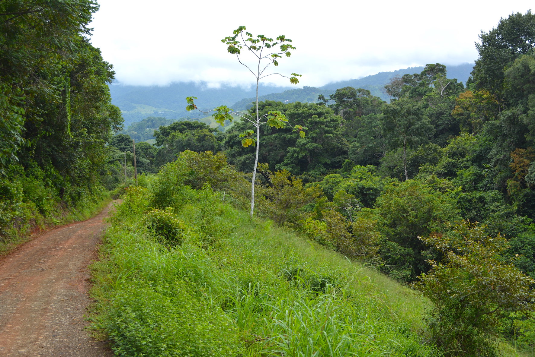 0 bed Land For Sale in Dominical, Puntarenas - thumb 10