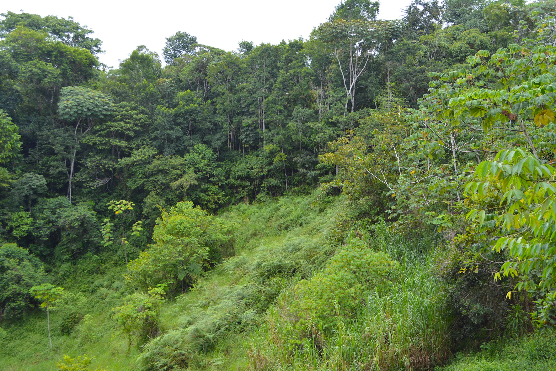 0 bed Land For Sale in Dominical, Puntarenas - thumb 8