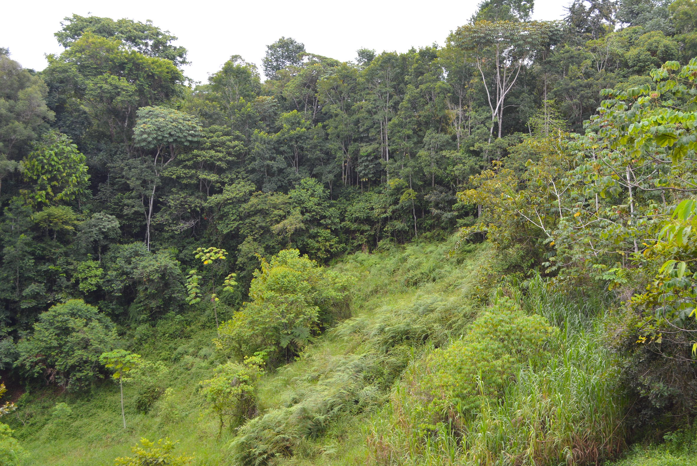 0 bed Land For Sale in Dominical, Puntarenas - thumb 4