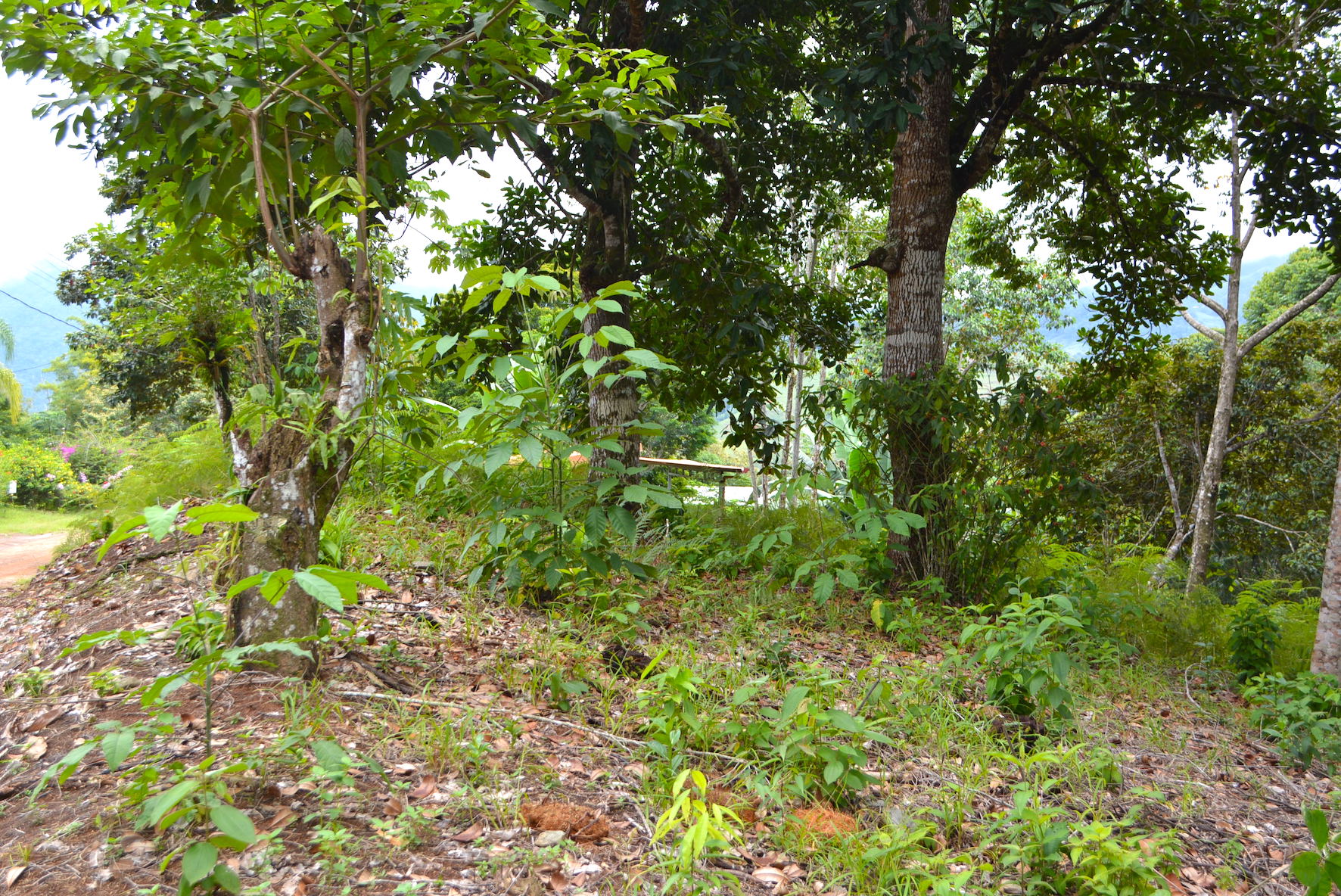 0 bed Land For Sale in Dominical, Puntarenas - thumb 11