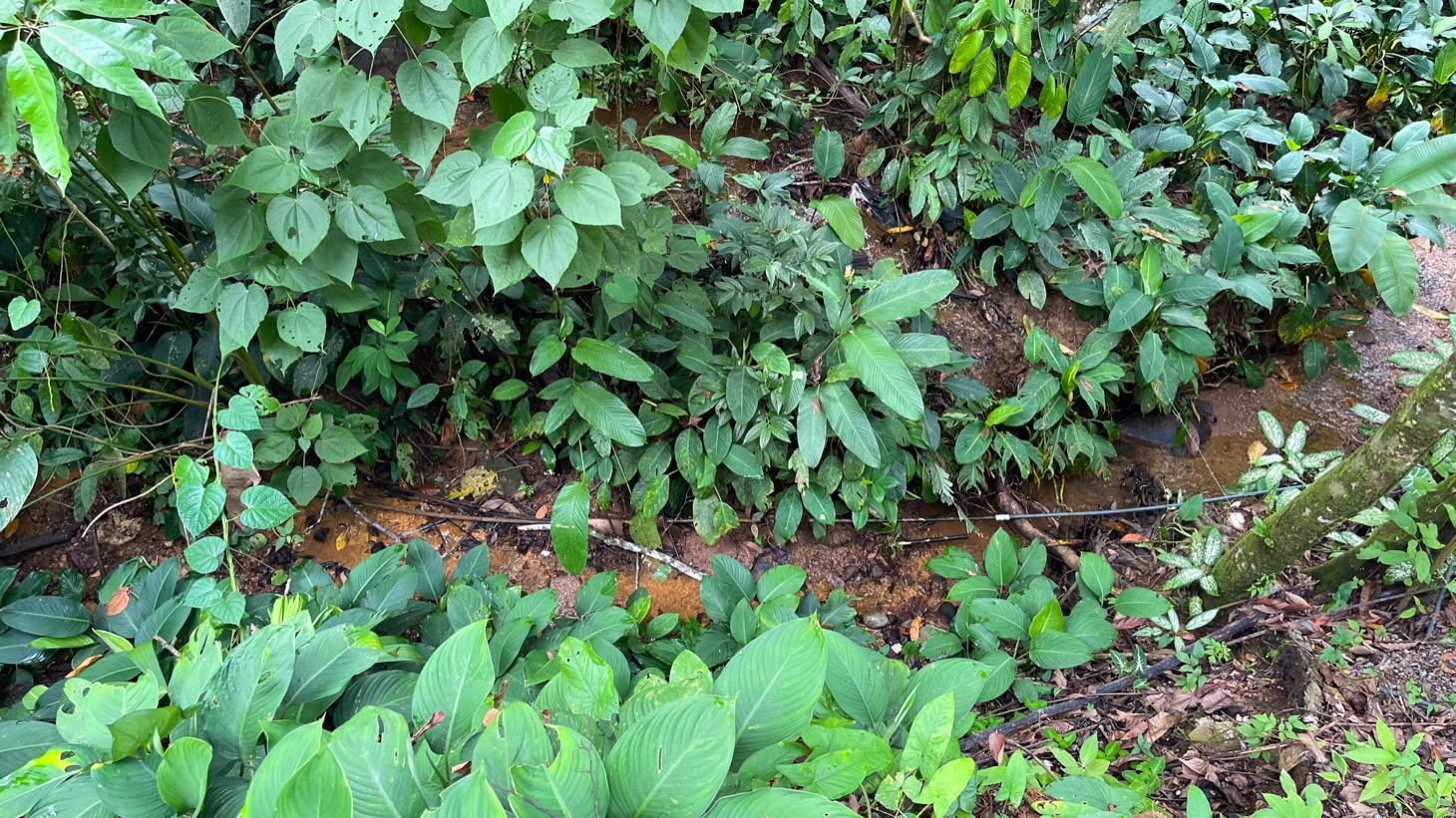 4 bed Single Family Homes For Sale in Uvita, Puntarenas - thumb 30