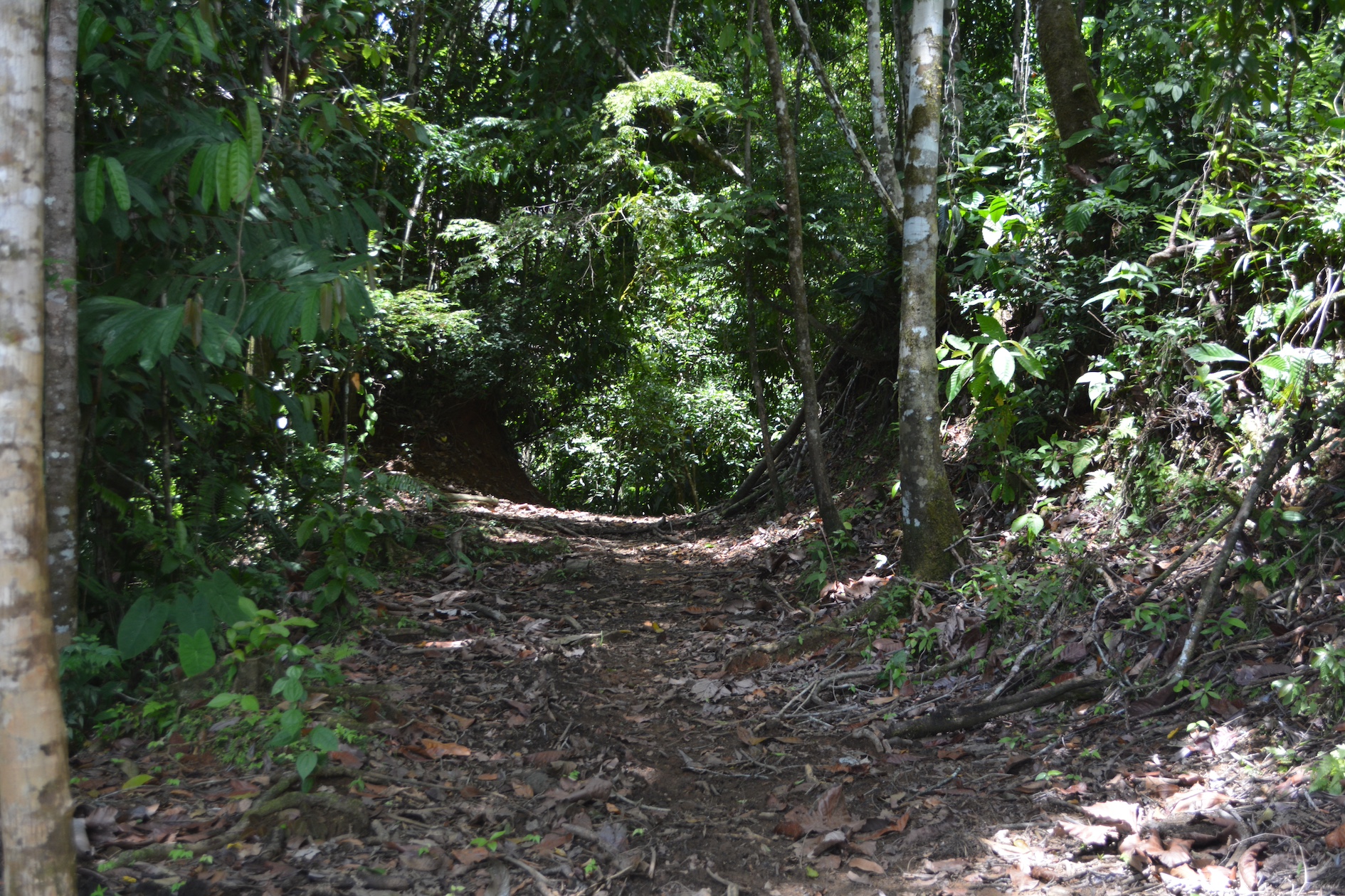 0 bed Land For Sale in Puerto Jimenez, Puntarenas - thumb 14