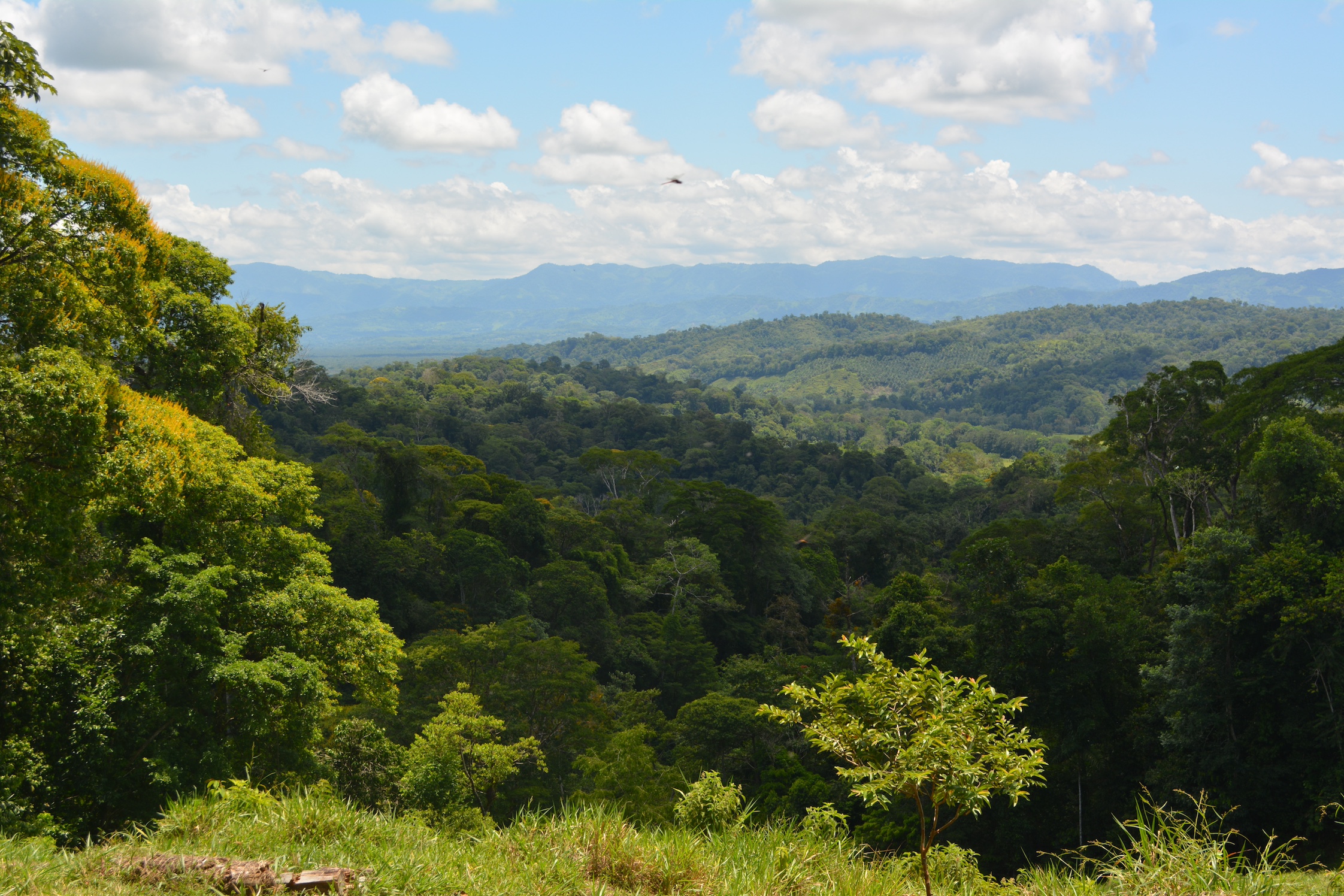 0 bed Land For Sale in Puerto Jimenez, Puntarenas - thumb 16