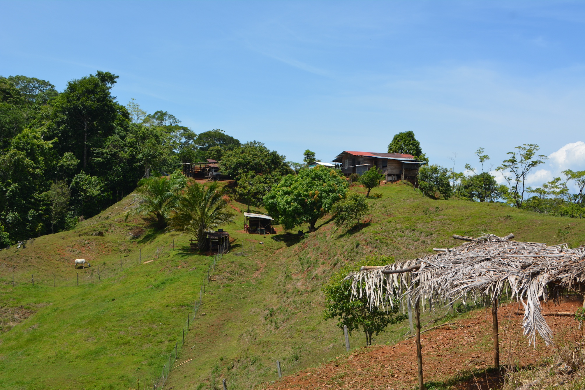 0 bed Land For Sale in Puerto Jimenez, Puntarenas - thumb 5