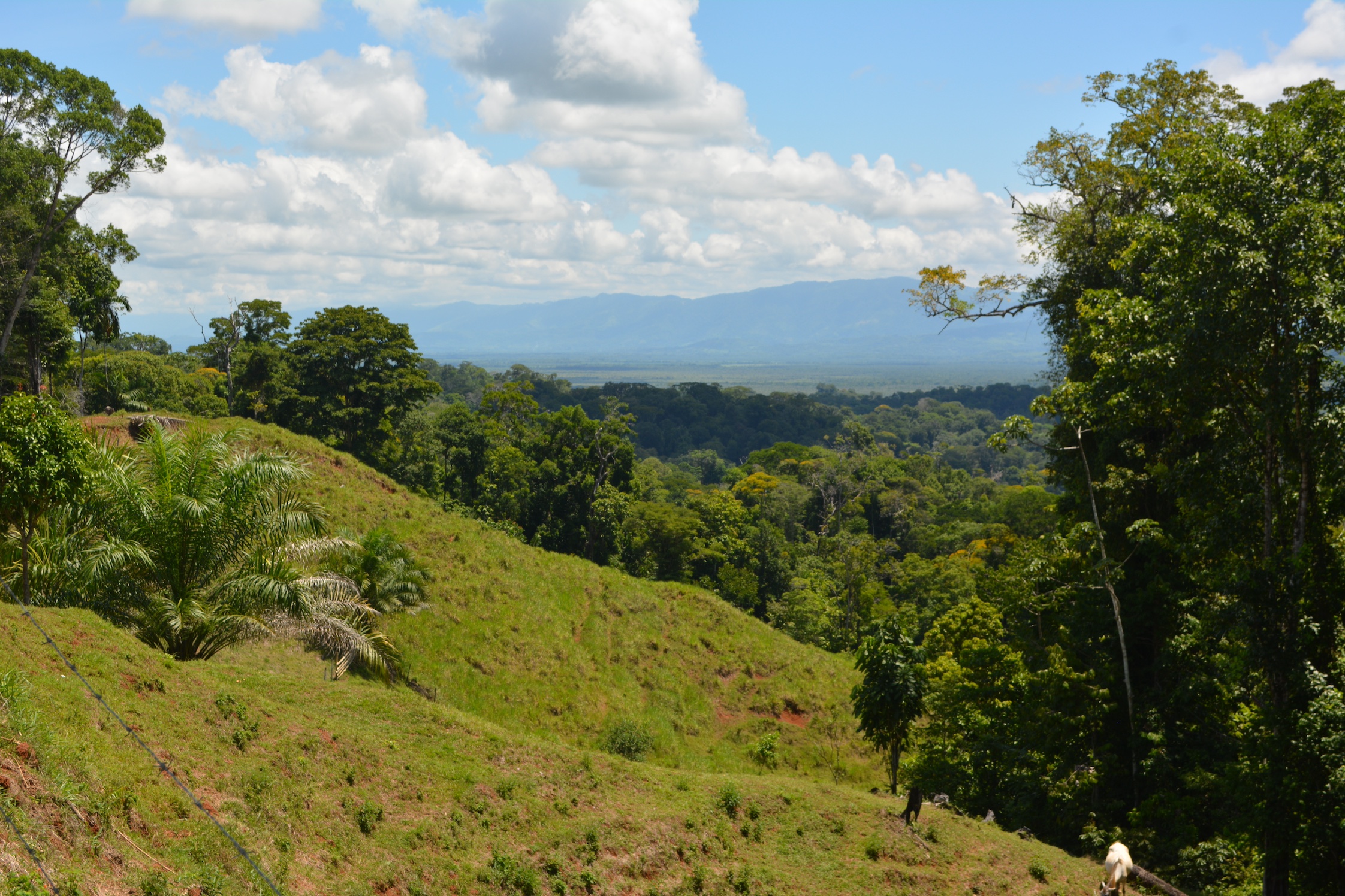 0 bed Land For Sale in Puerto Jimenez, Puntarenas - thumb 9