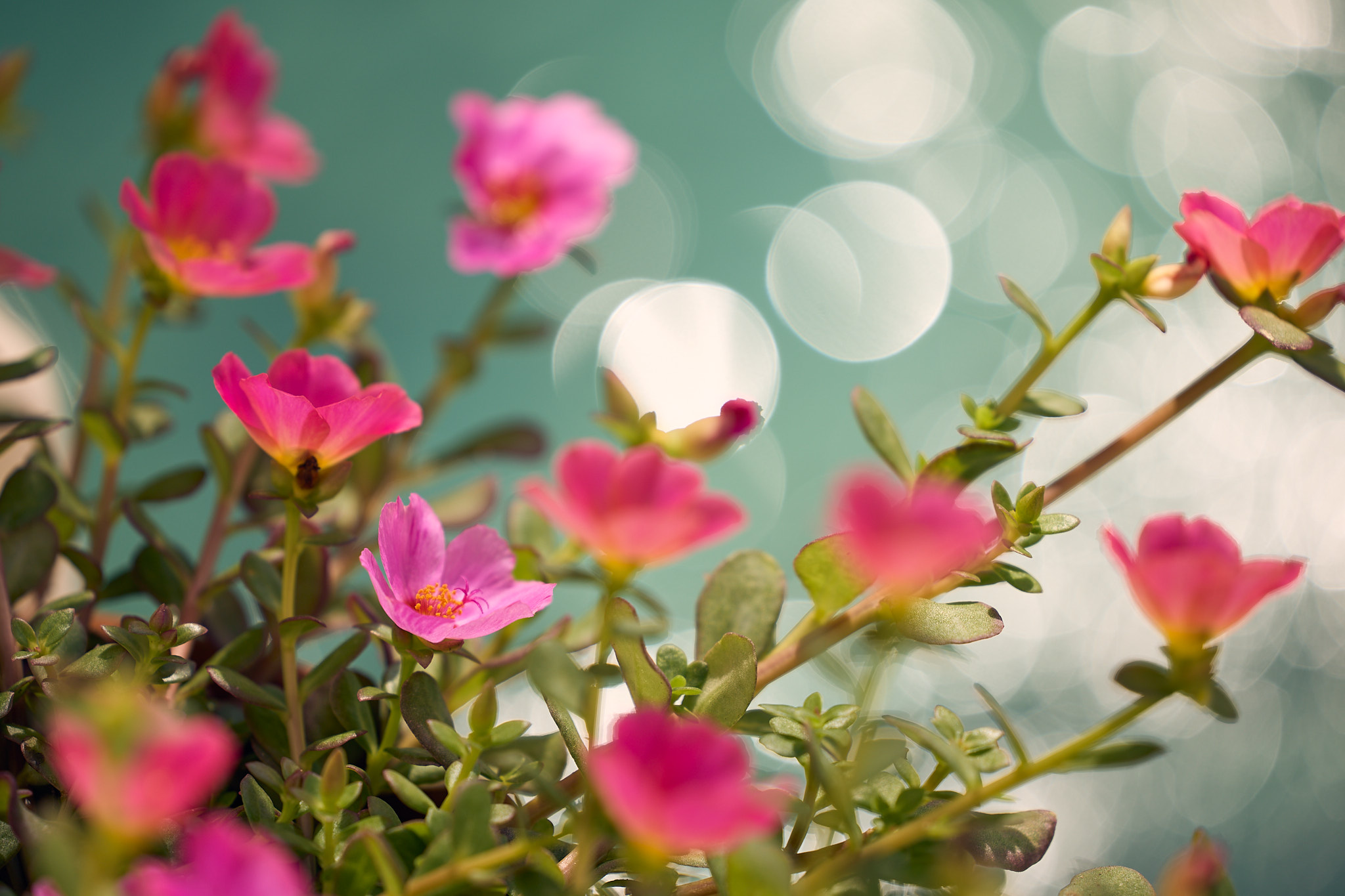 4 bed Single Family Homes For Rent in Nosara, Guanacaste - thumb 5