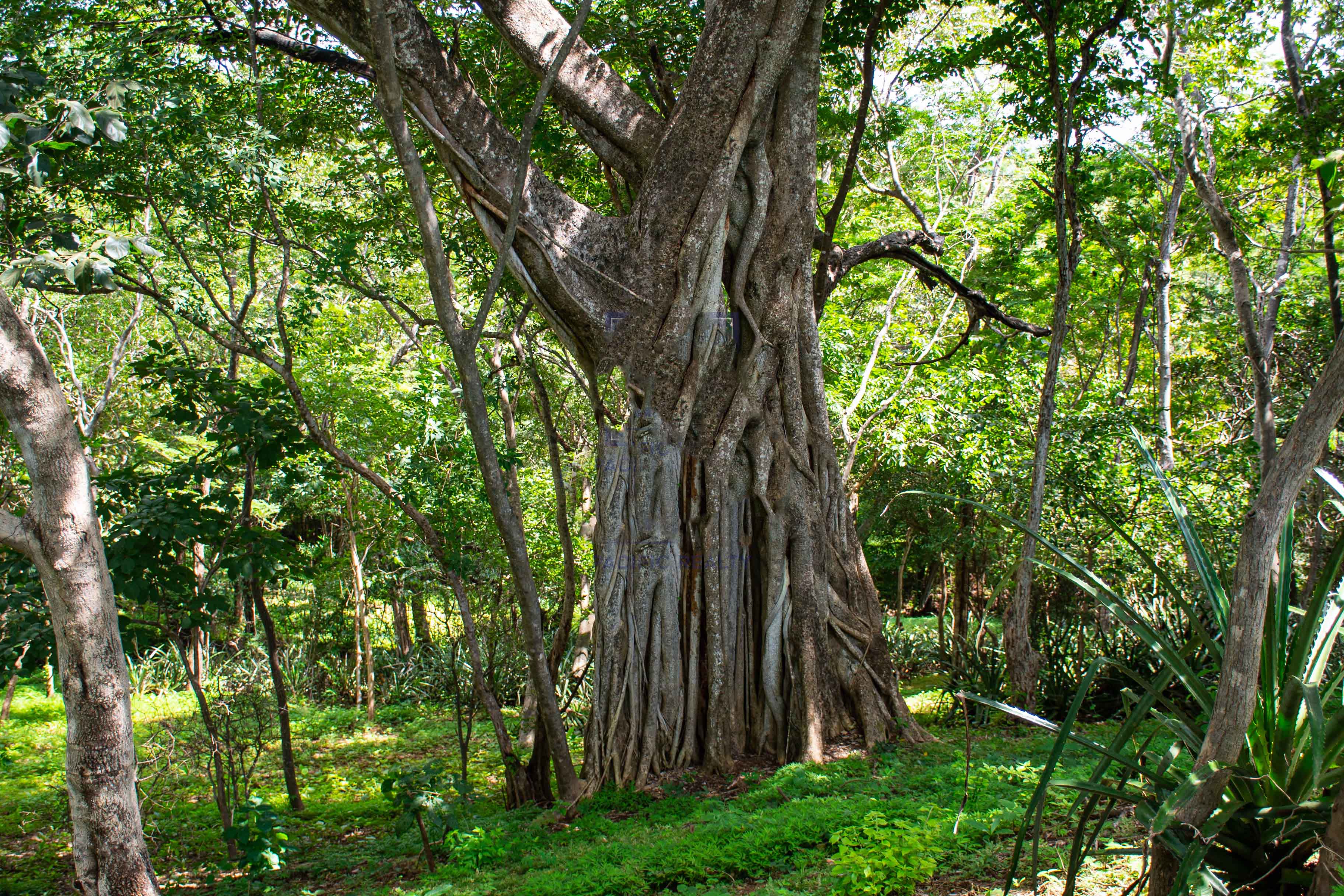 0 bed Communities For Sale in , Guanacaste - thumb 3