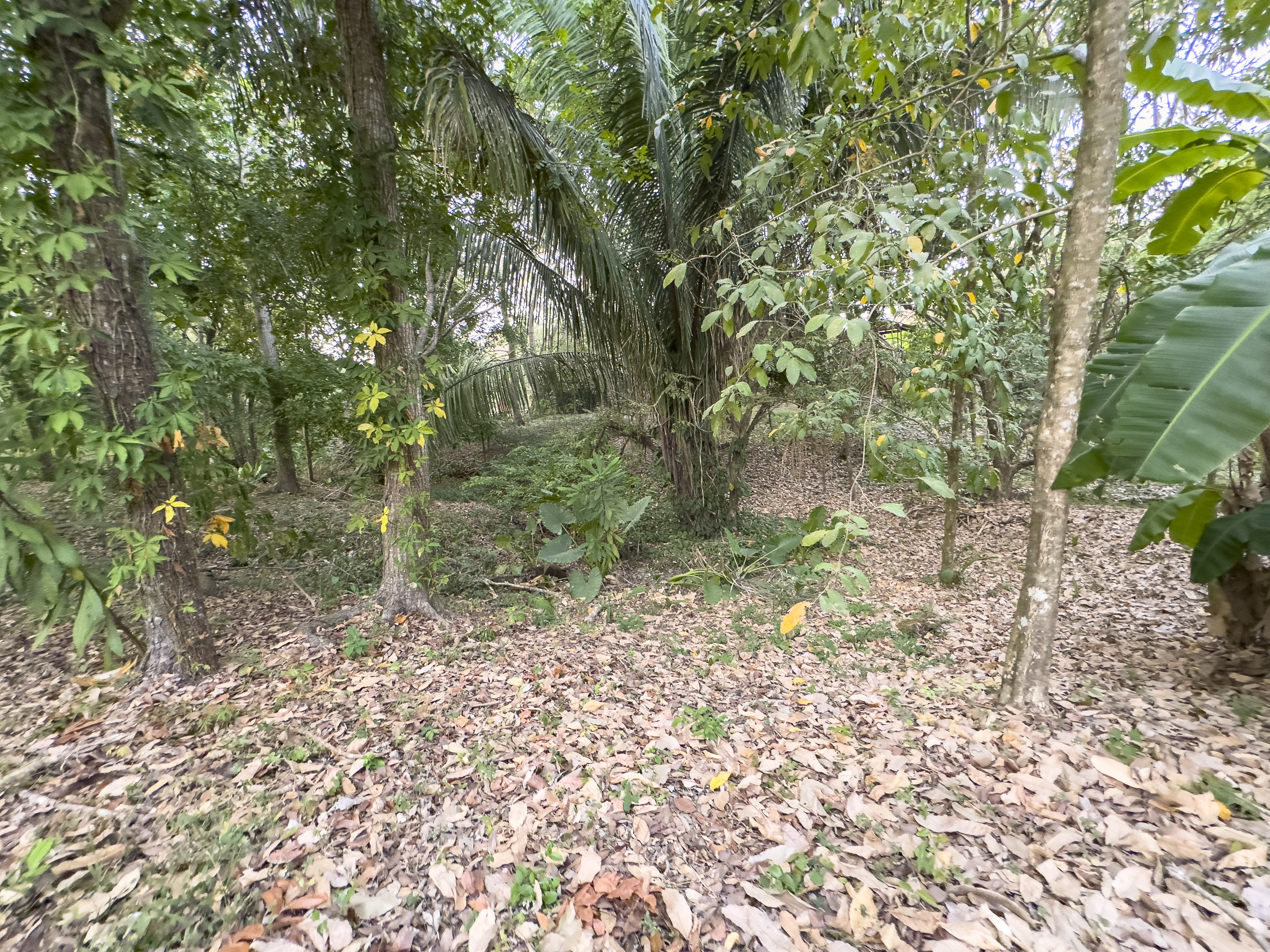 0 bed Land For Sale in Cabuya, Puntarenas - thumb 7
