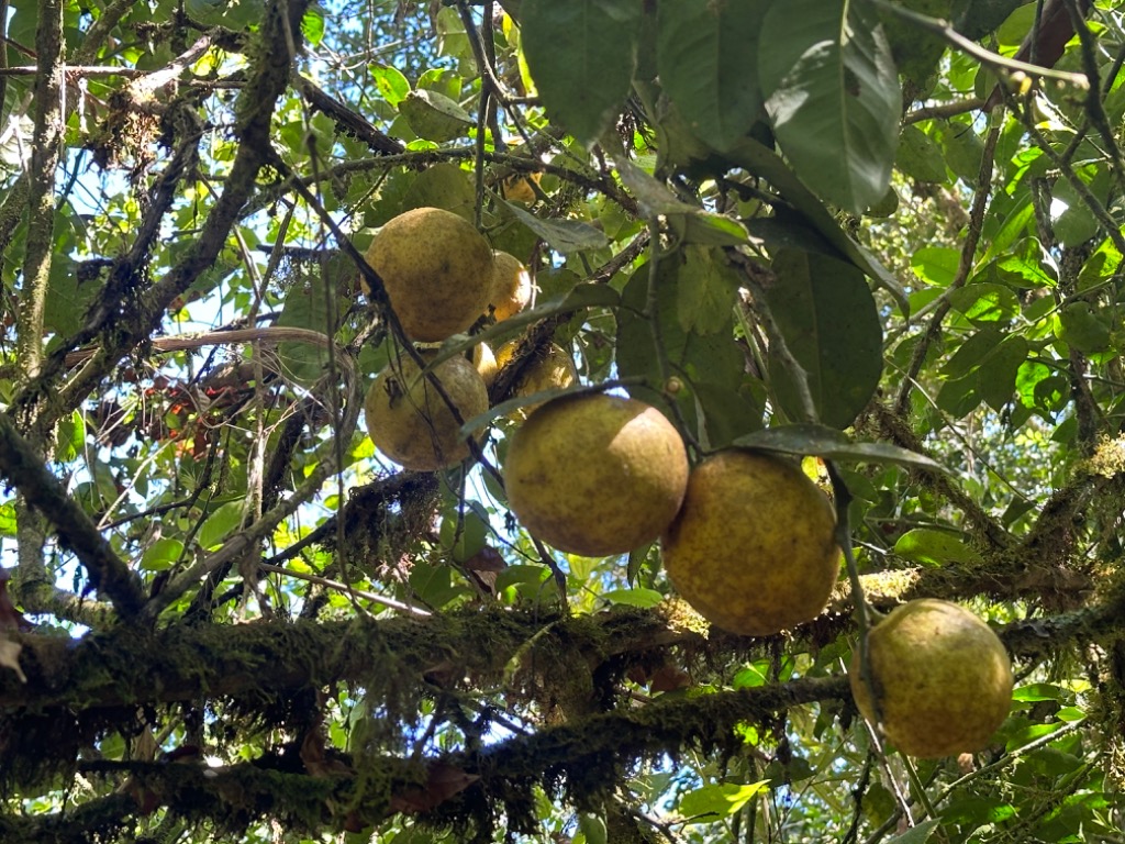 0 bed Land For Sale in Perez Zeledon, San Jose - thumb 11