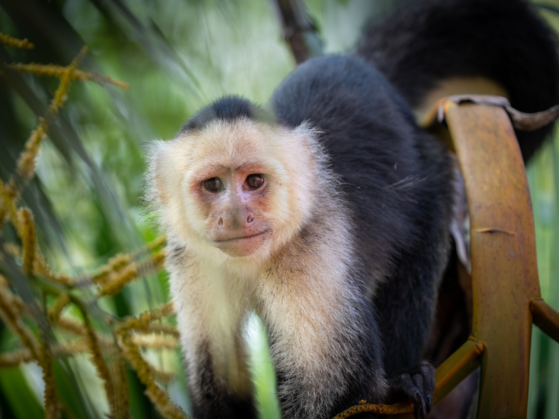 0 bed Communities For Sale in Cabo Matapalo, Puntarenas - photo 8