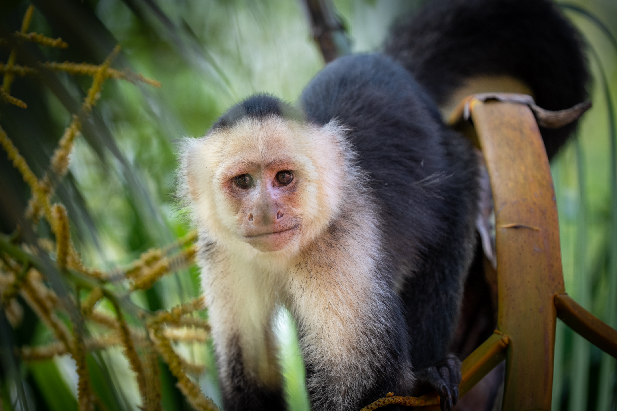 0 bed Communities For Sale in Cabo Matapalo, Puntarenas - thumb 8