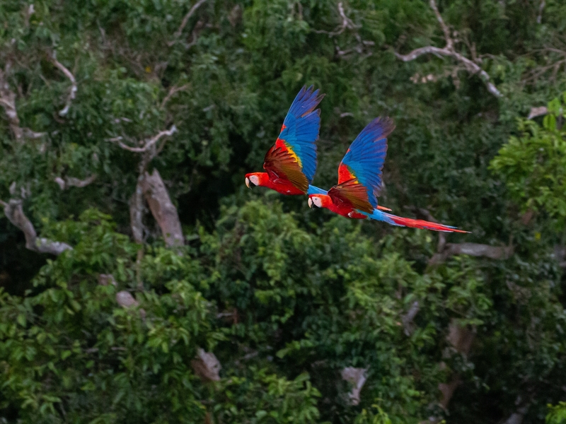 0 bed Communities For Sale in Cabo Matapalo, Puntarenas - photo 4