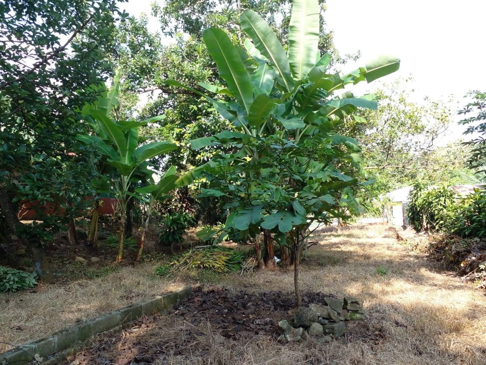 0 bed Land For Sale in Orotina, Alajuela - thumb 6