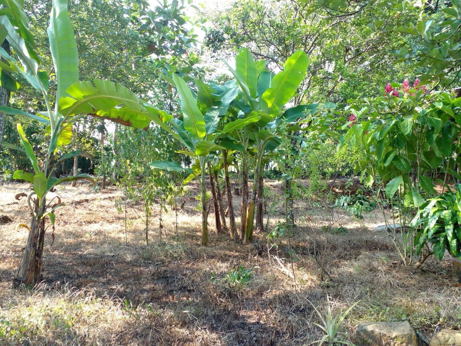 0 bed Land For Sale in Orotina, Alajuela - thumb 9