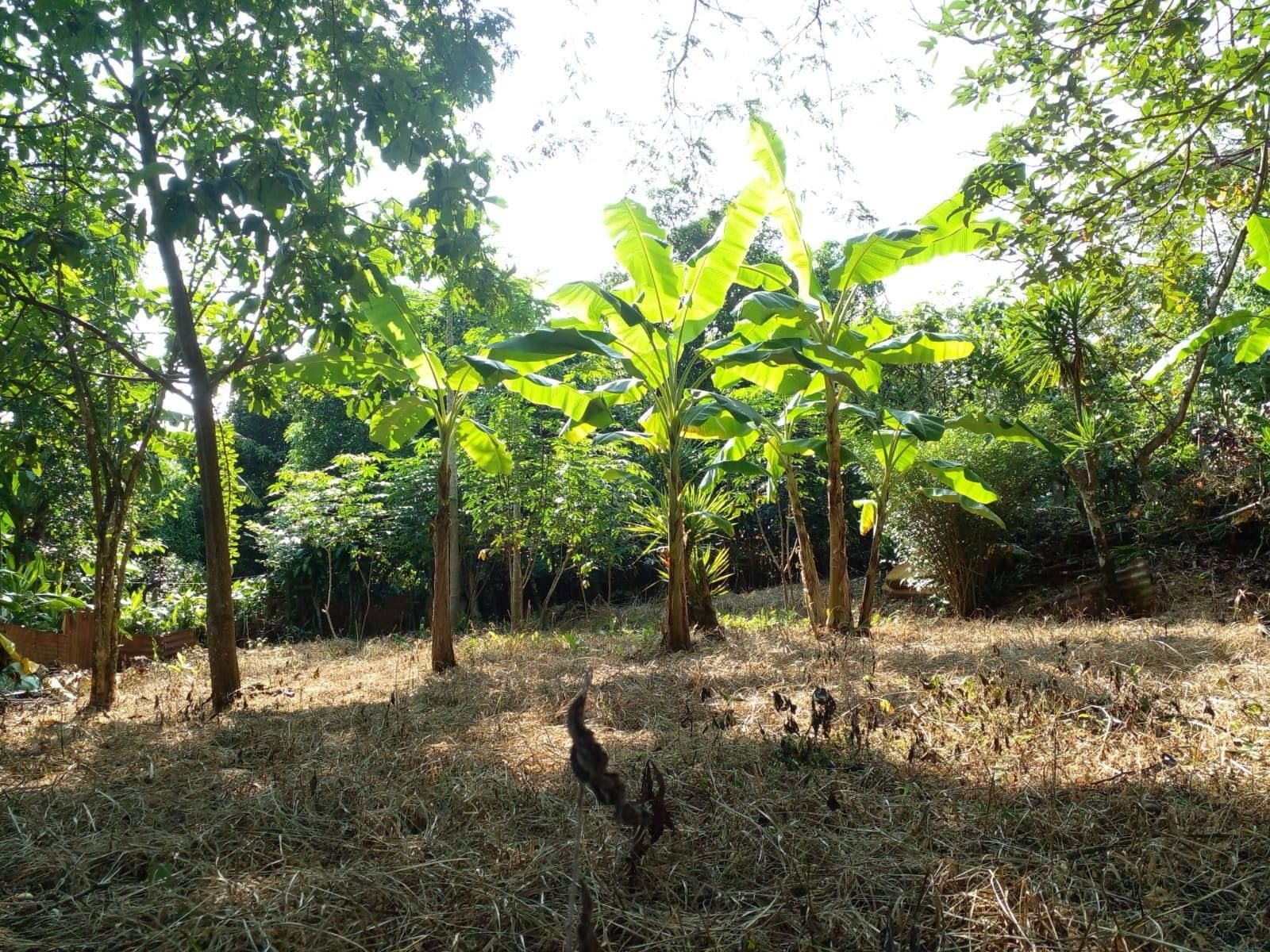 0 bed Land For Sale in Orotina, Alajuela - thumb 2