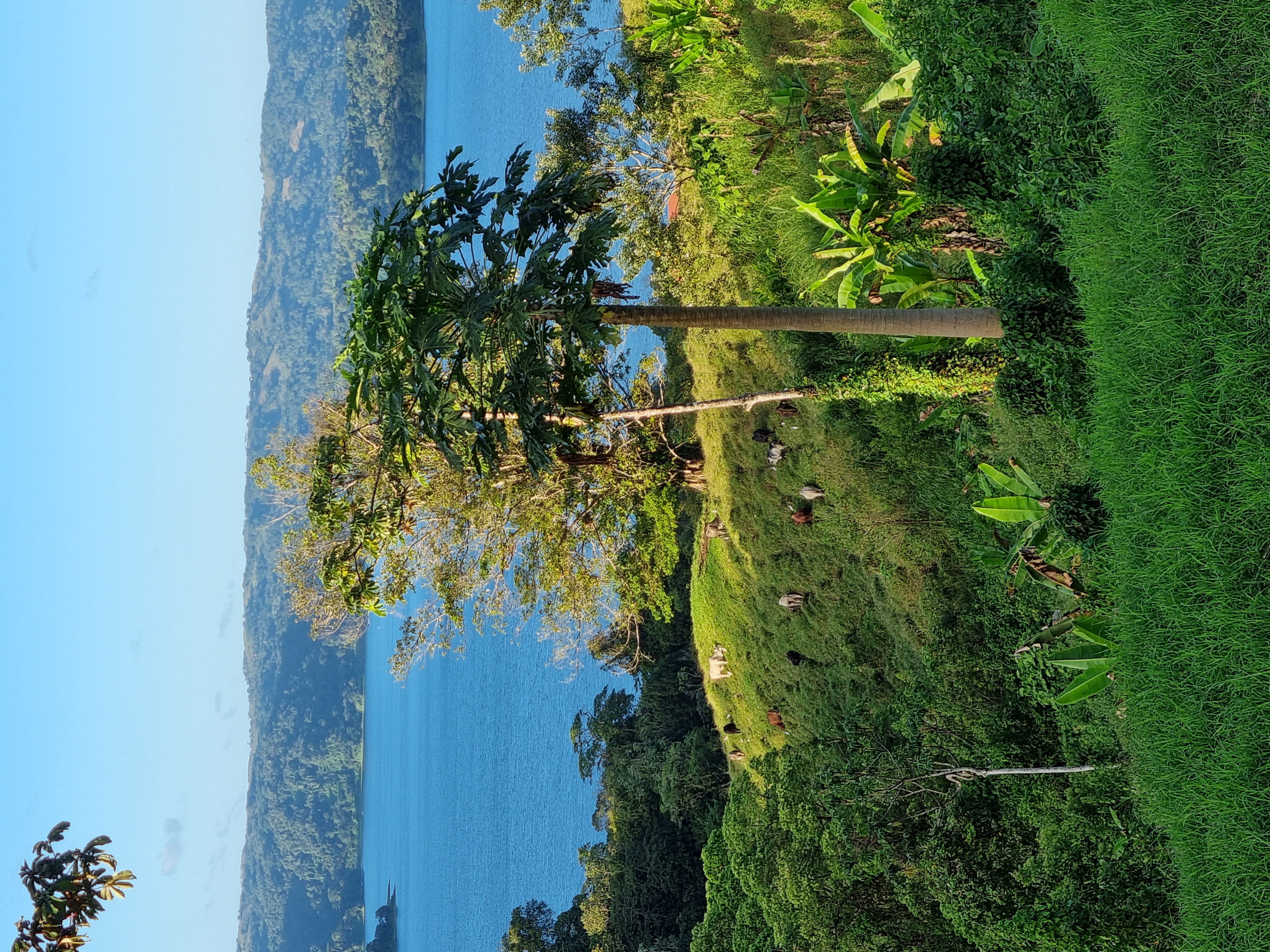 1 bed Single Family Homes For Sale in Alajuela, Alajuela - thumb 2