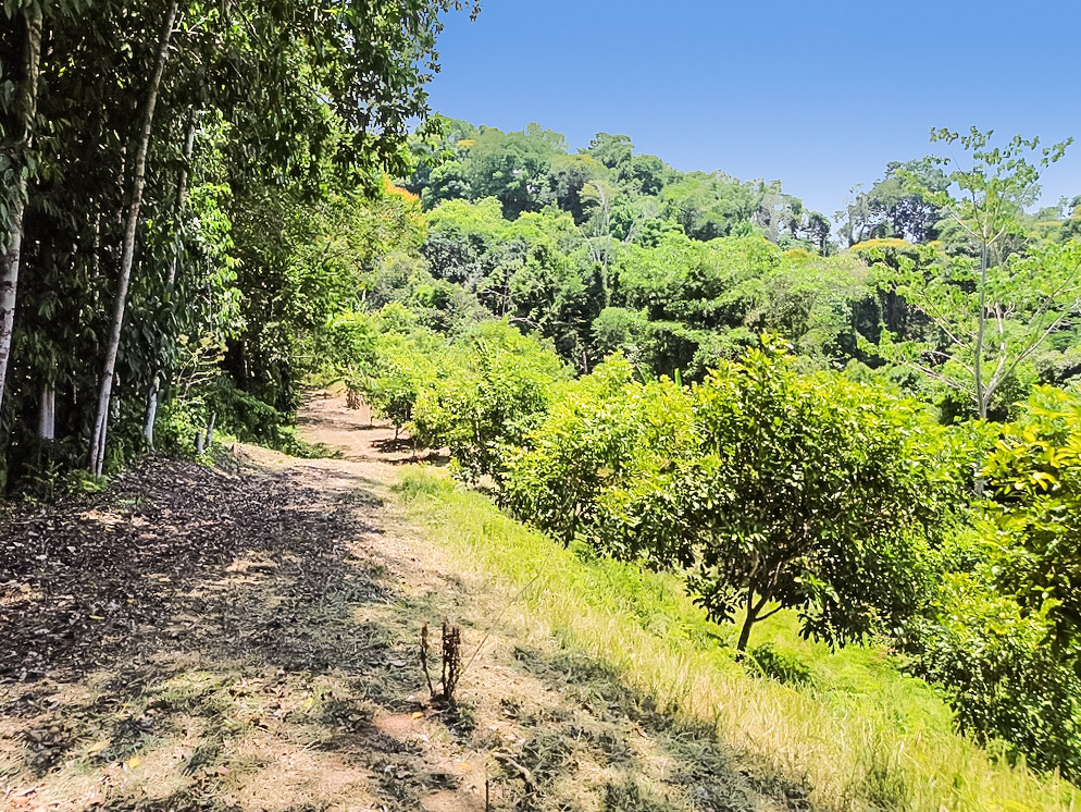 1 bed Single Family Homes For Sale in Dominical, Puntarenas - thumb 10