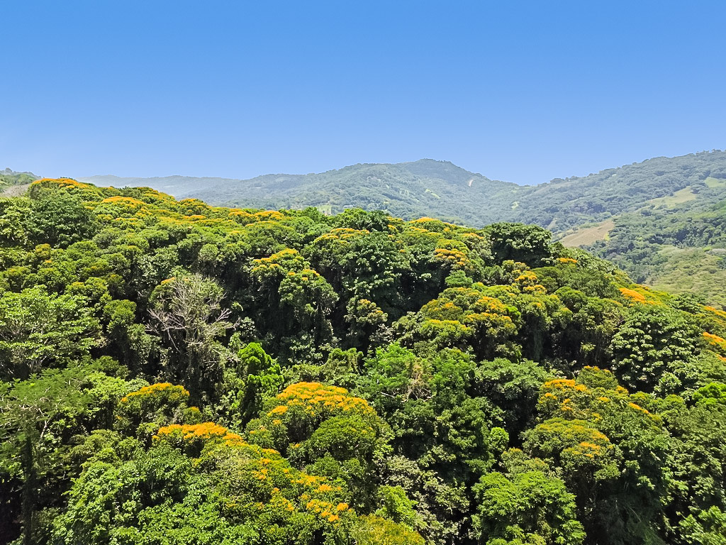 1 bed Single Family Homes For Sale in Dominical, Puntarenas - thumb 16