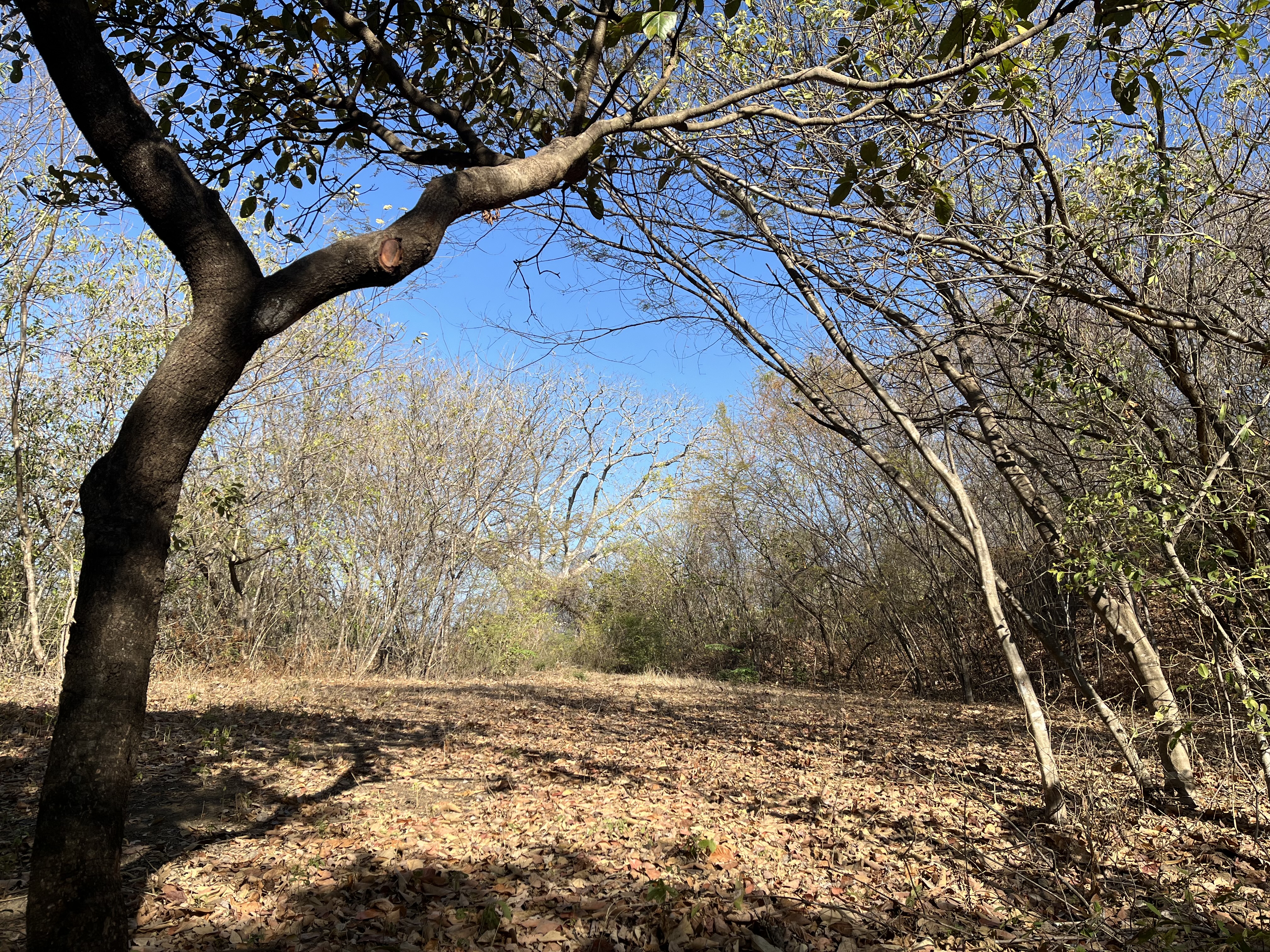 0 bed Land For Sale in Tamarindo, Guanacaste - thumb 6
