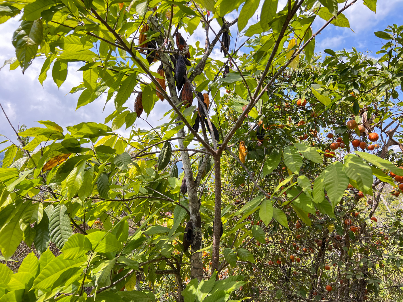 2 bed Single Family Homes For Sale in Perez Zeledon, San Jose - thumb 16