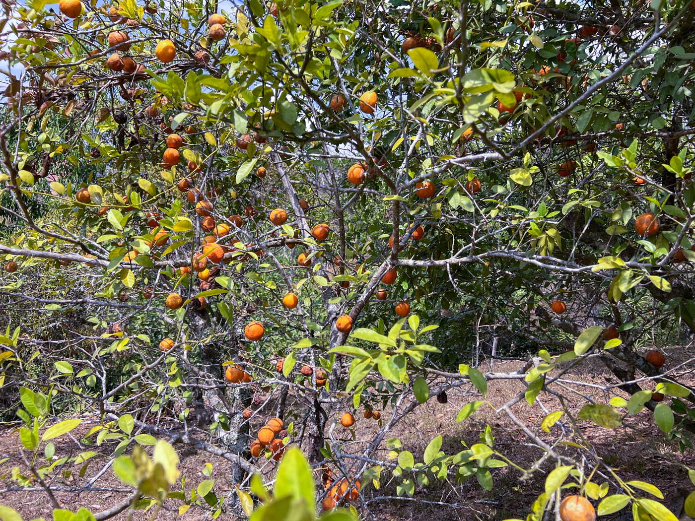 2 bed Single Family Homes For Sale in Perez Zeledon, San Jose - thumb 17