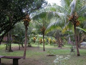 0 bed Land For Sale in Tambor, Puntarenas - thumb 5