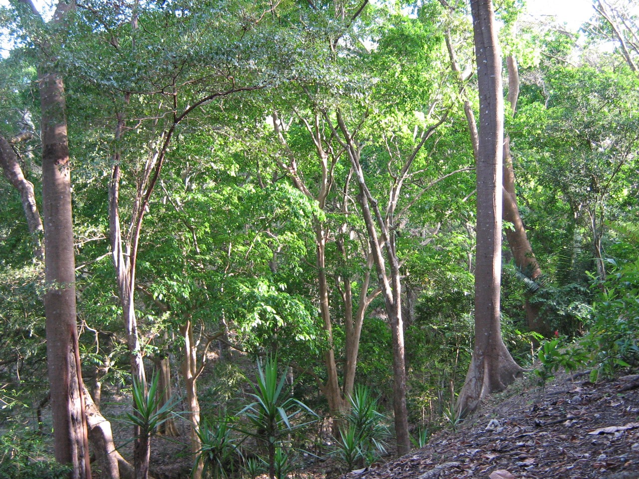 0 bed Land For Sale in Tambor, Puntarenas - thumb 8