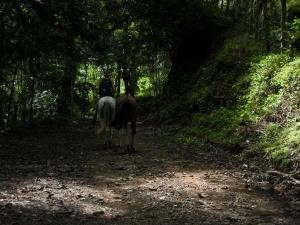 0 bed Land For Sale in Tambor, Puntarenas - thumb 6