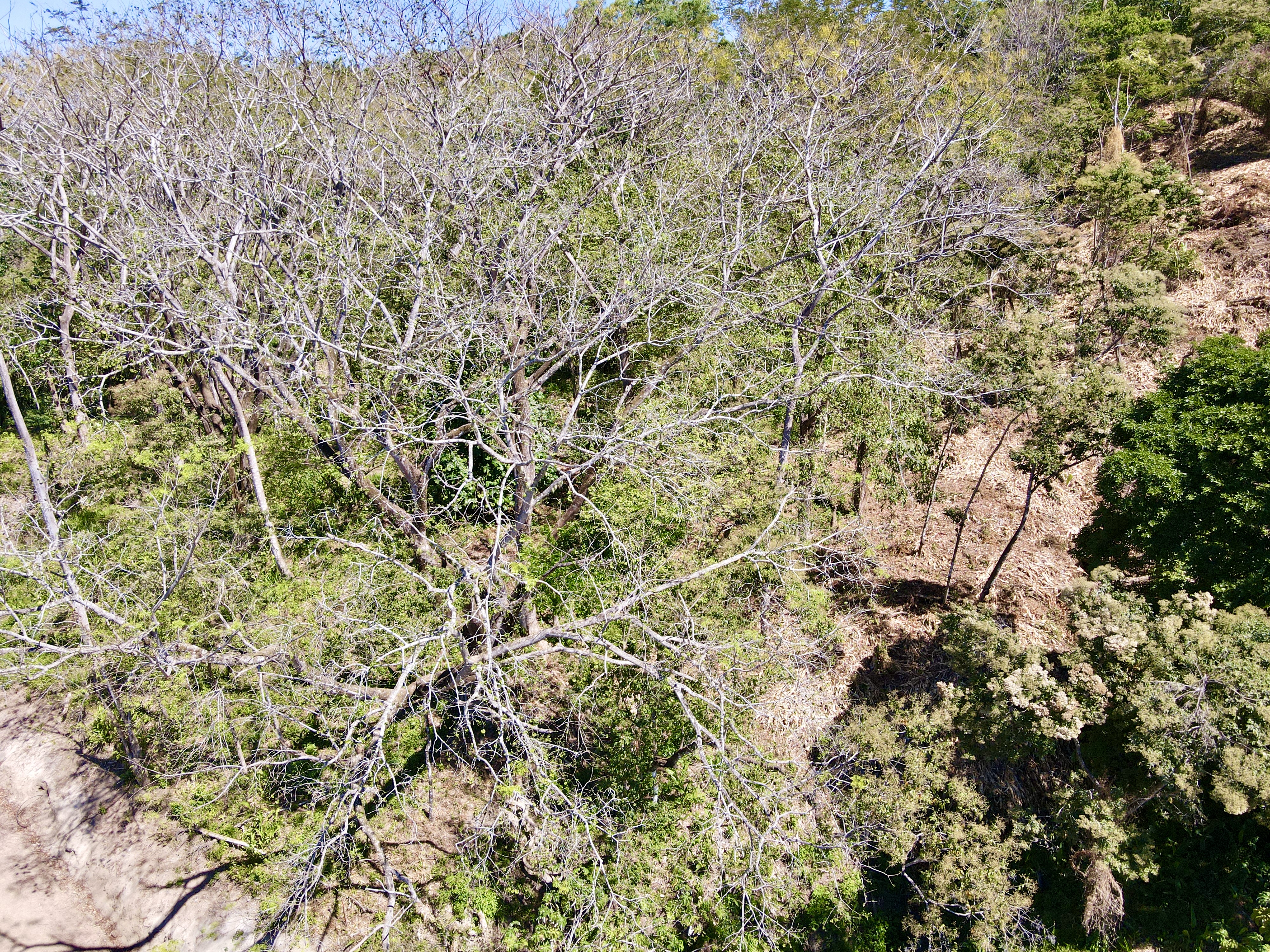 0 bed Land For Sale in Santa Teresa, Puntarenas - thumb 5