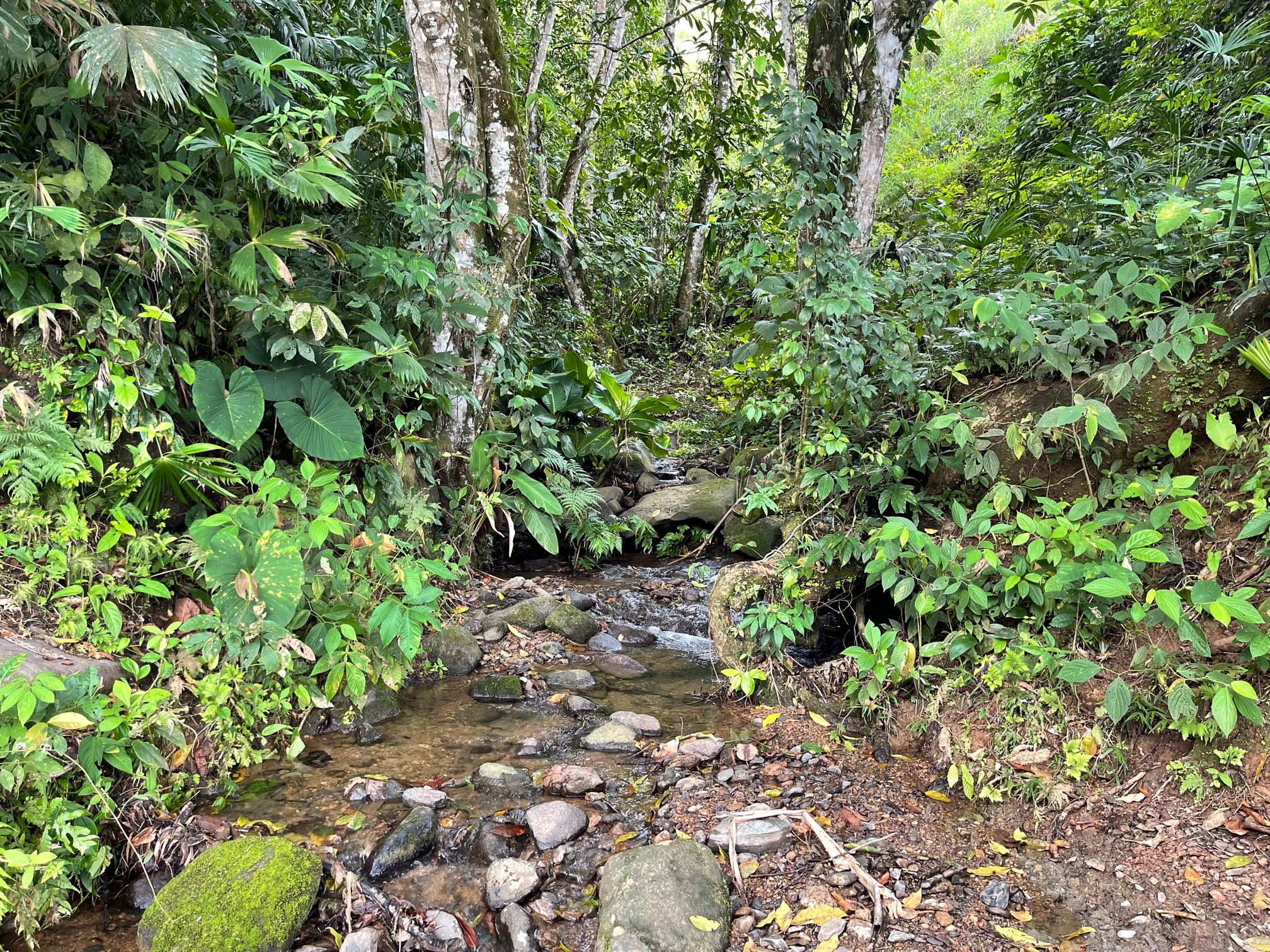 0 bed Land For Sale in Dominical, Puntarenas - thumb 17