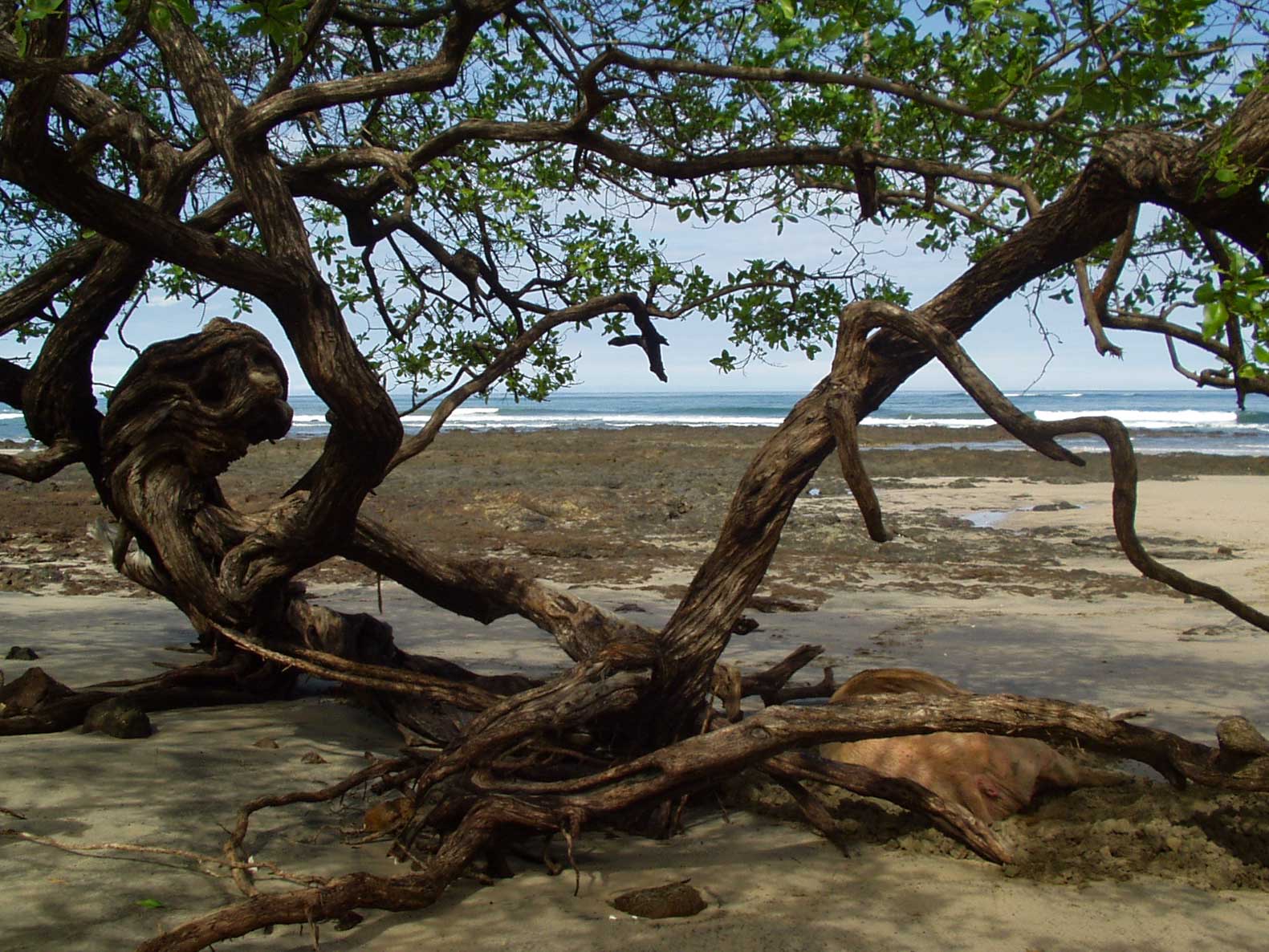 0 bed Land For Sale in Avellanas, Guanacaste - thumb 14