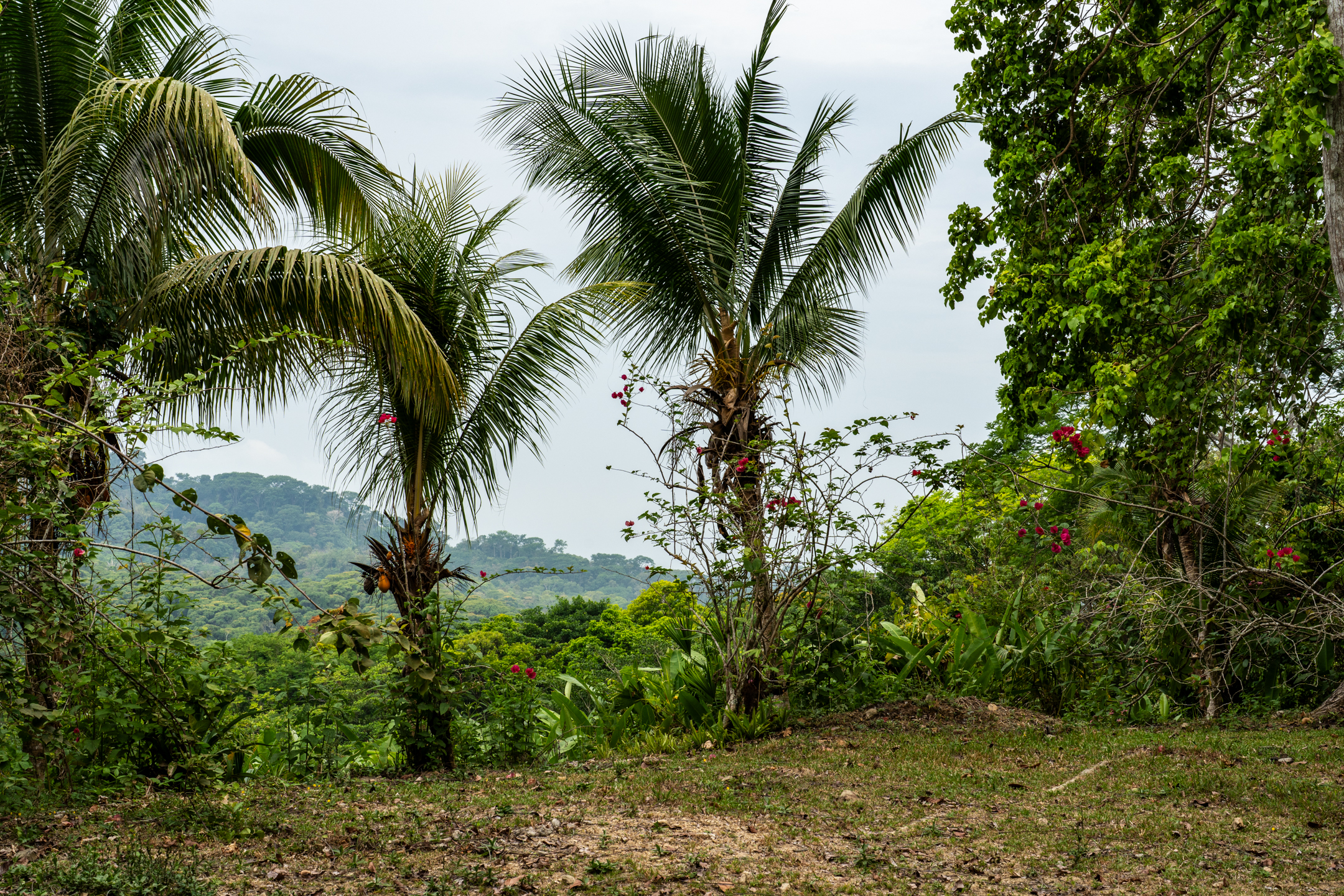 2 bed Land For Sale in Dominical, Puntarenas - thumb 15