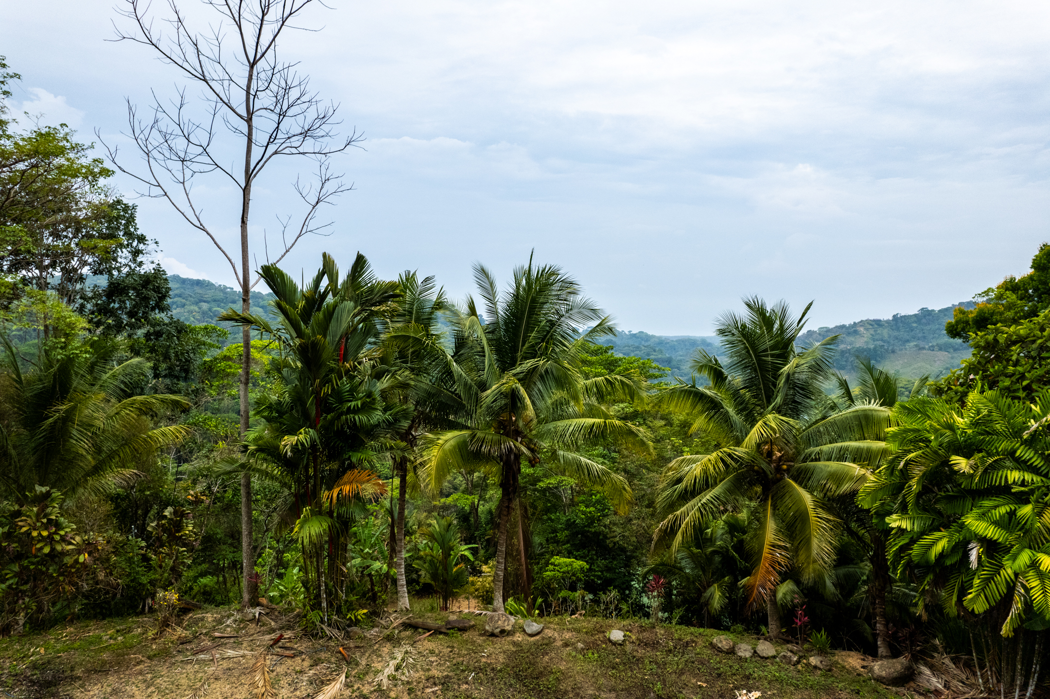 2 bed Land For Sale in Dominical, Puntarenas - thumb 7