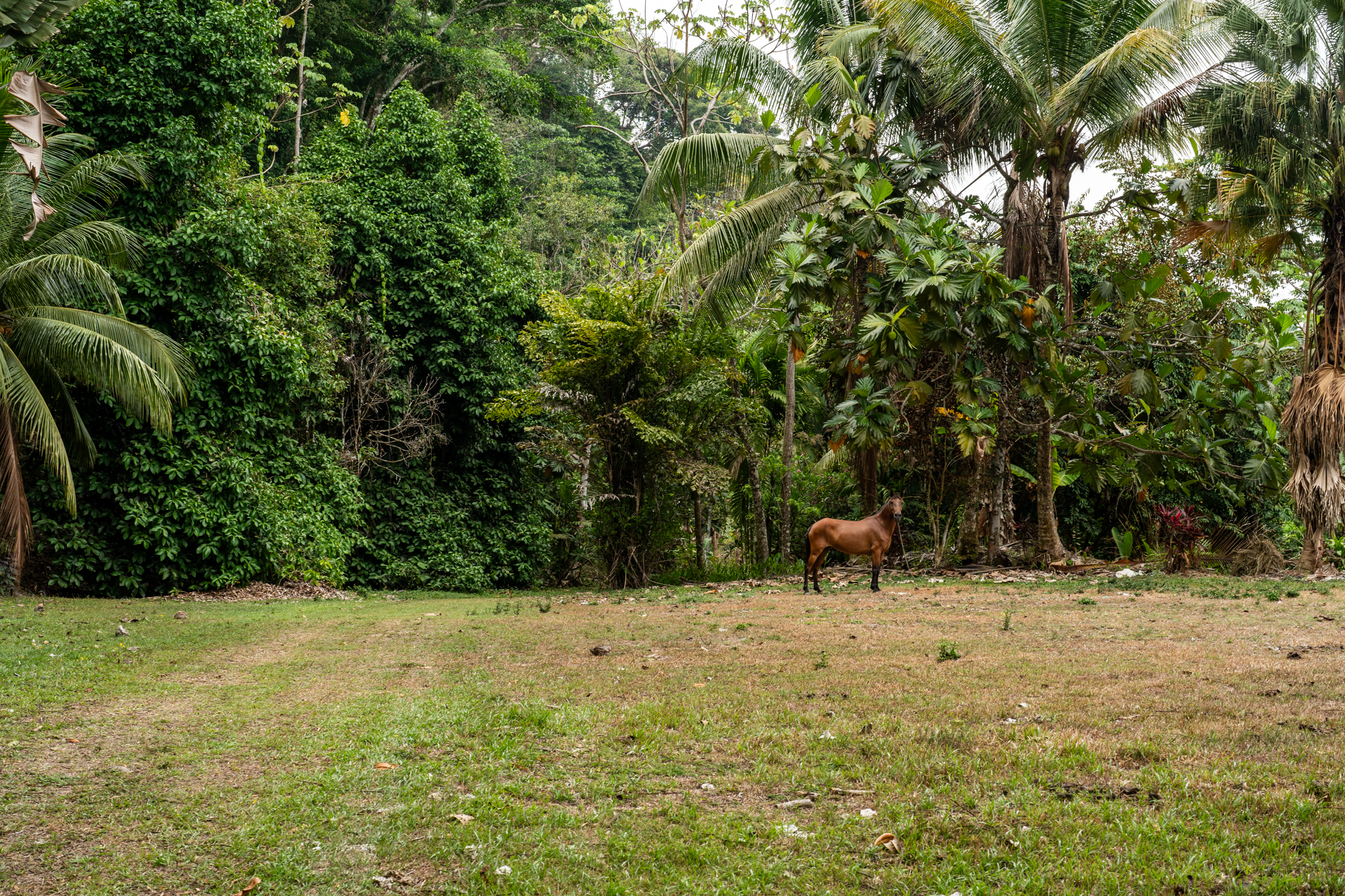2 bed Land For Sale in Dominical, Puntarenas - thumb 22