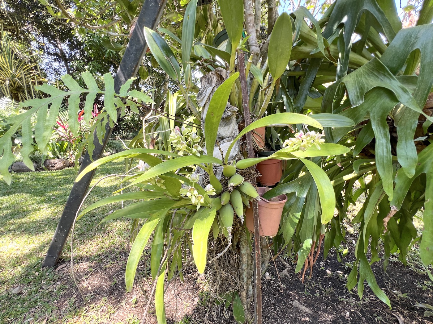 3 bed Single Family Homes For Sale in Santa Ana, San Jose - thumb 3