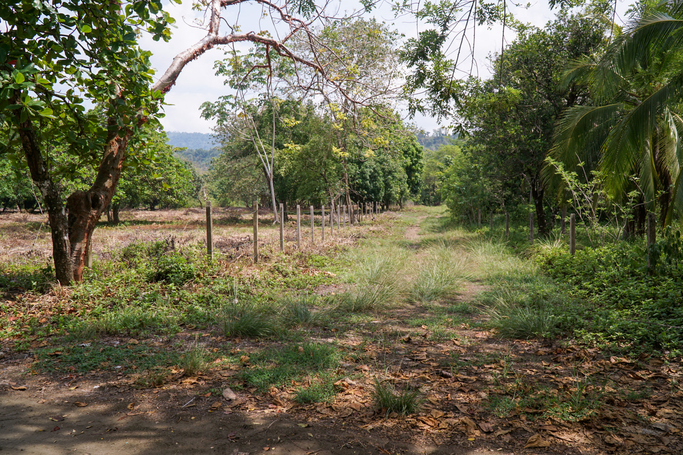 0 bed Land For Sale in Matapalo, Puntarenas - thumb 27