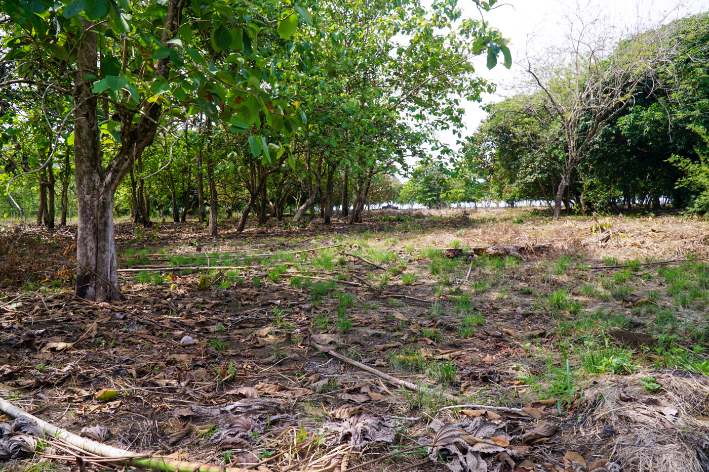 0 bed Land For Sale in Matapalo, Puntarenas - thumb 13