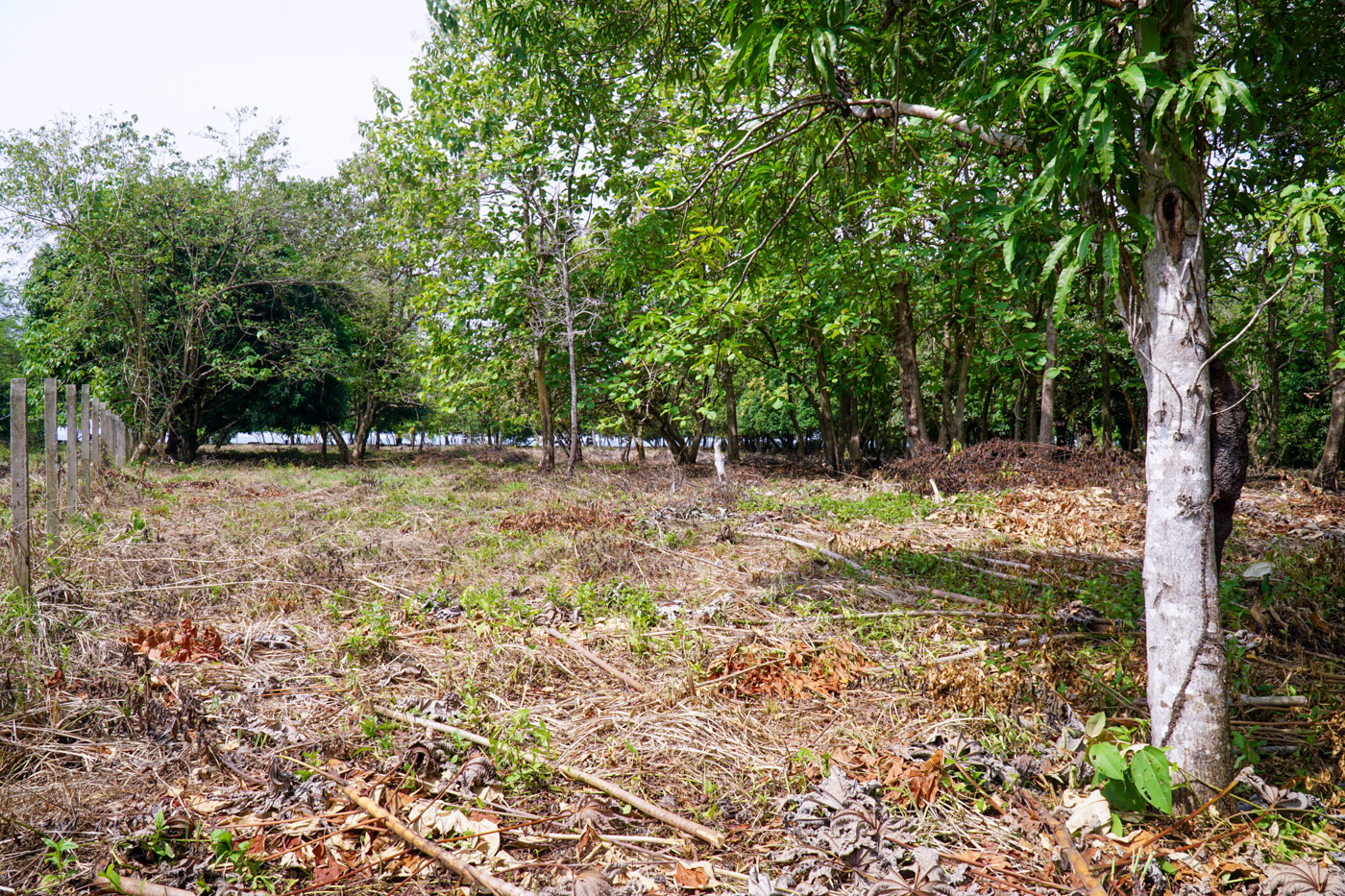 0 bed Land For Sale in Matapalo, Puntarenas - thumb 12