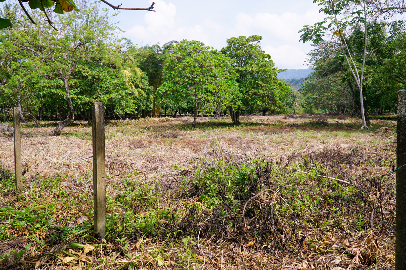 0 bed Land For Sale in Matapalo, Puntarenas - thumb 10