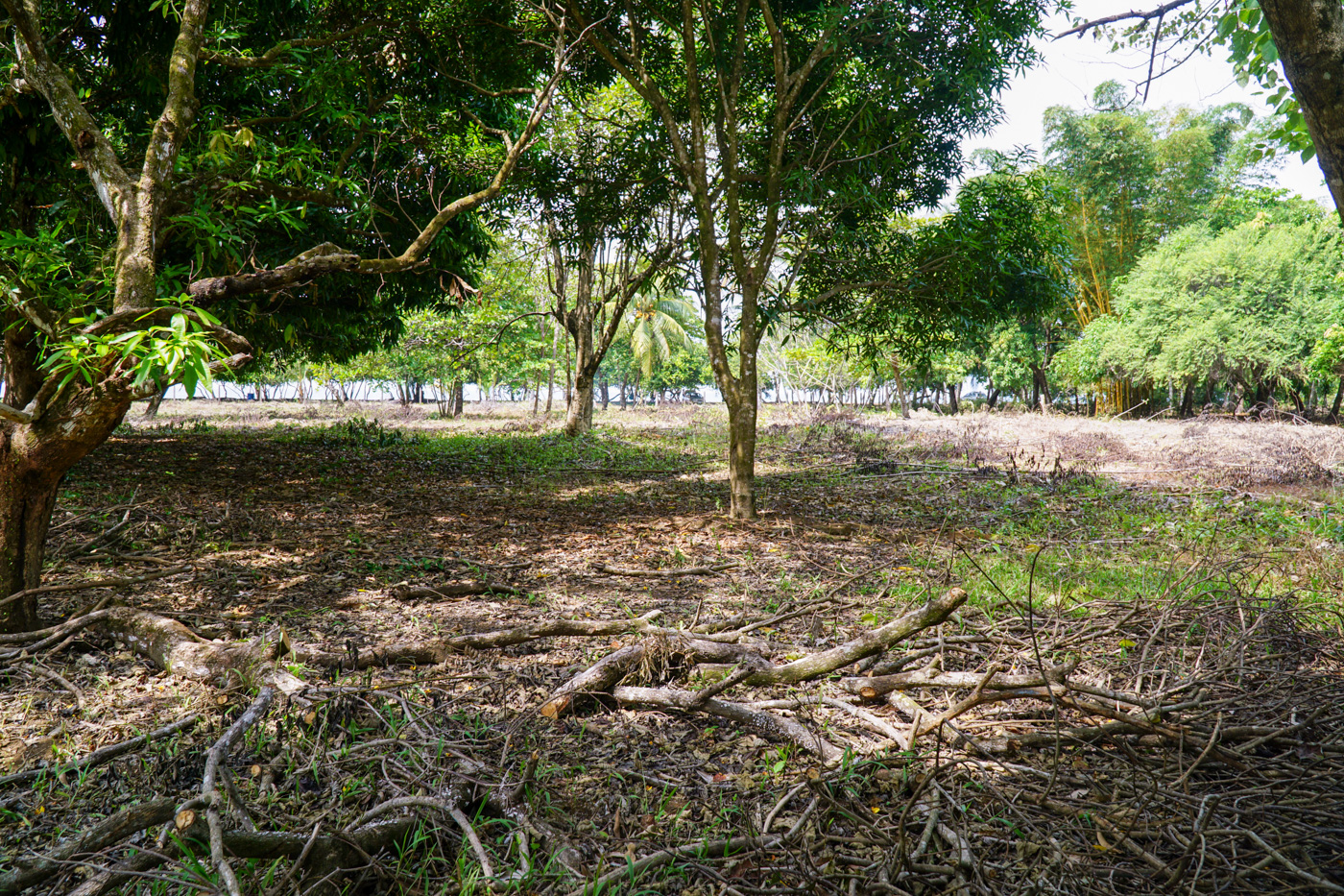 0 bed Land For Sale in Matapalo, Puntarenas - thumb 21