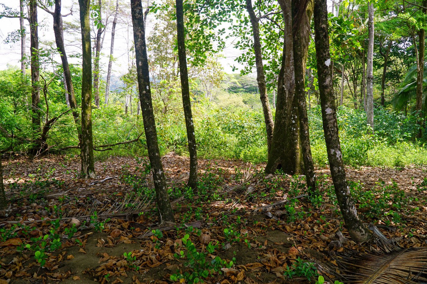 0 bed Land For Sale in Matapalo, Puntarenas - thumb 25